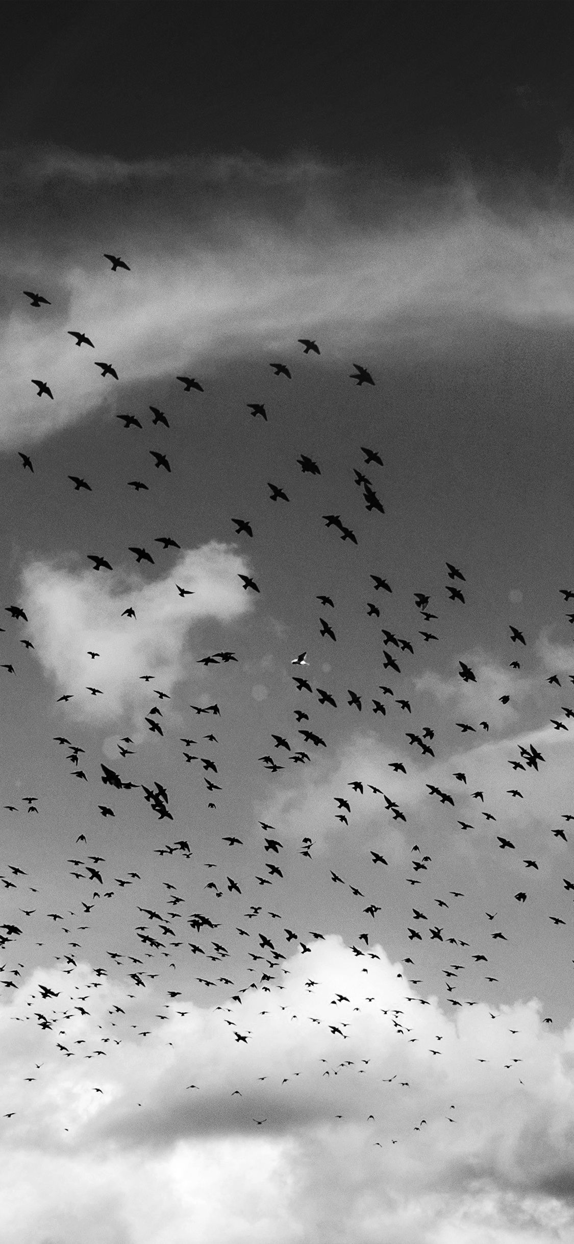 1125x2436 iPhone X wallpaper. birds sky animal fly cloud nature flare dark bw