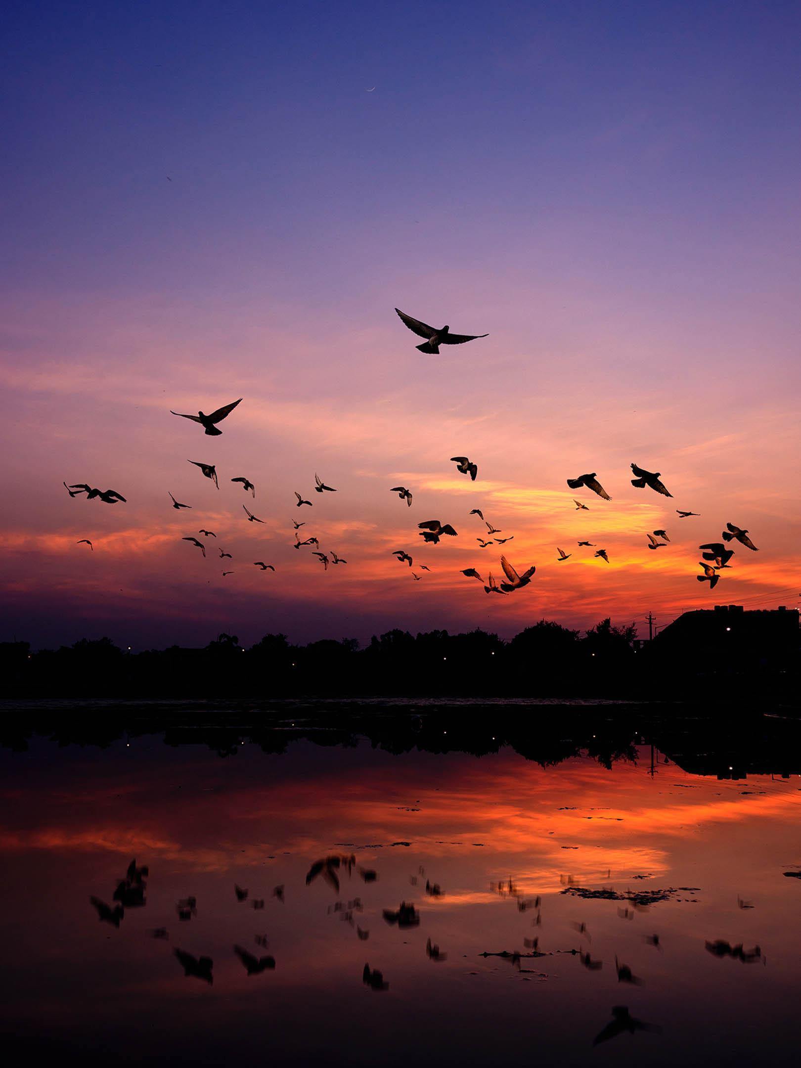 1620x2160 Birds at Sunset Wall Mural