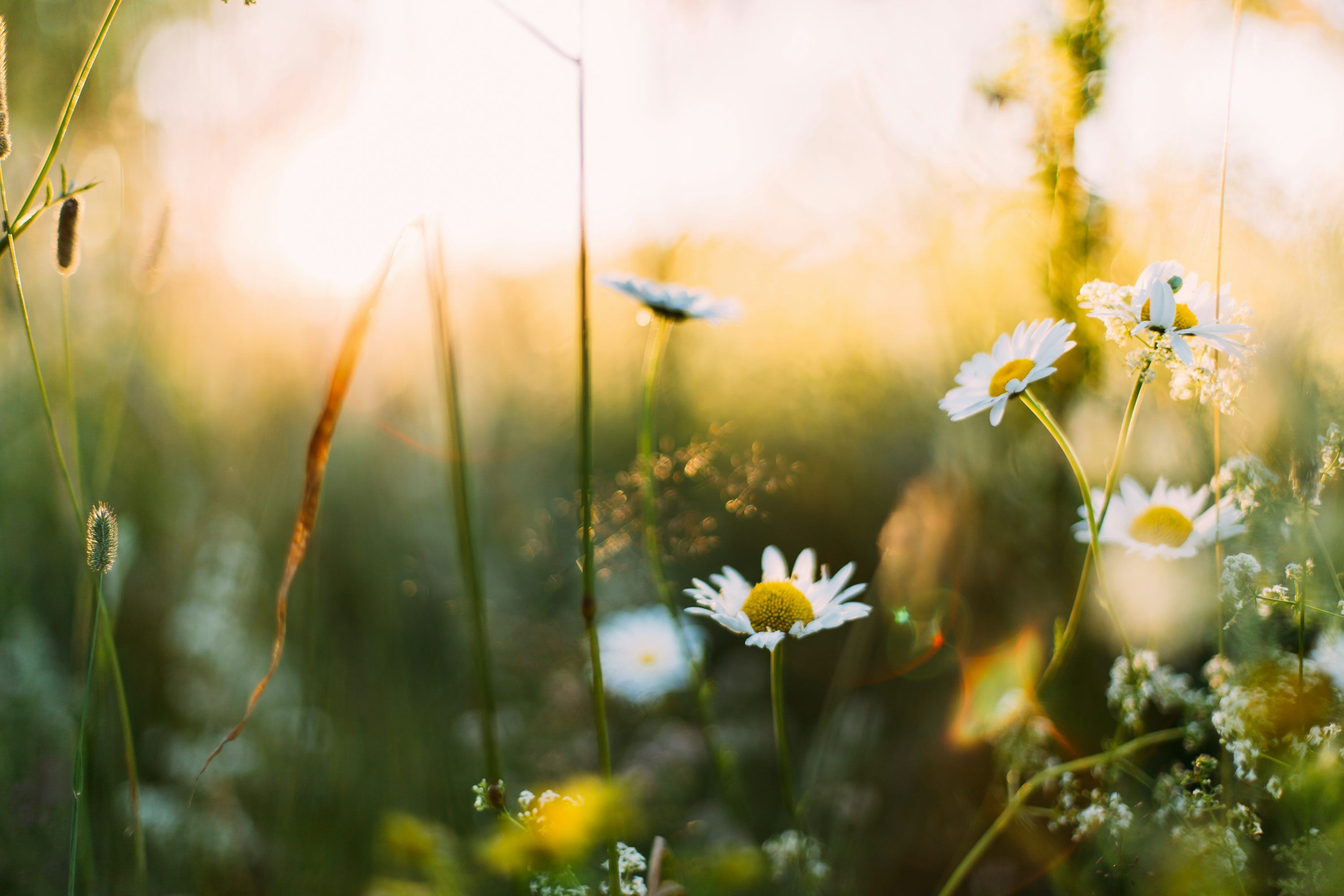 3000x2000 Spring Equinox Picture. Download Free Image