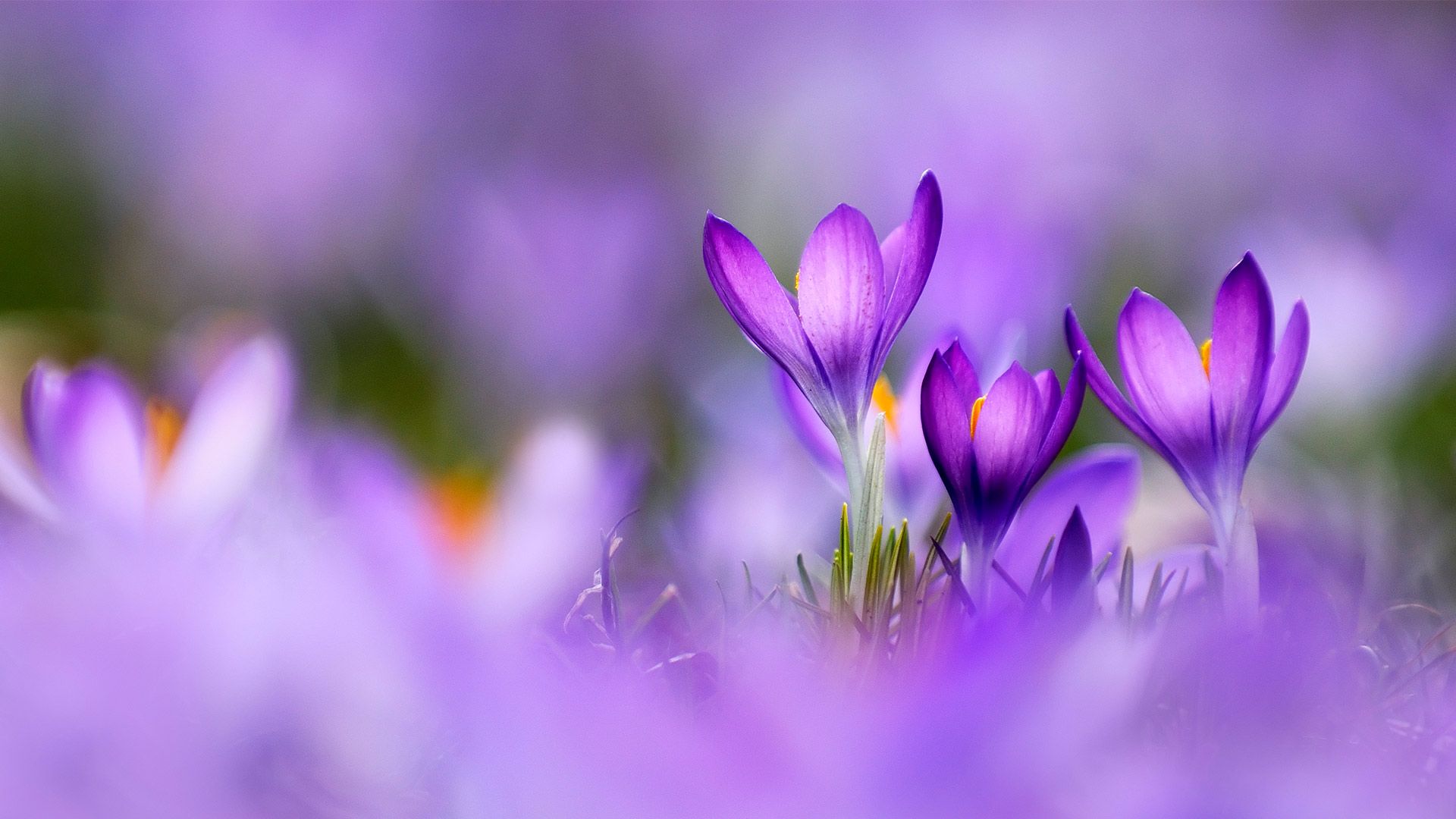 1920x1080 Bing image: Spring equinox Wallpaper Gallery