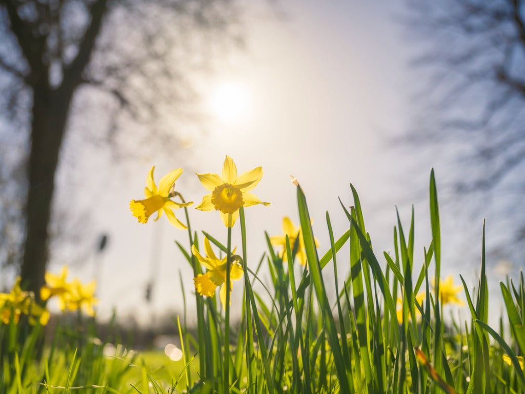 1024x768 History of Spring Equinox Forward and Spring into Action