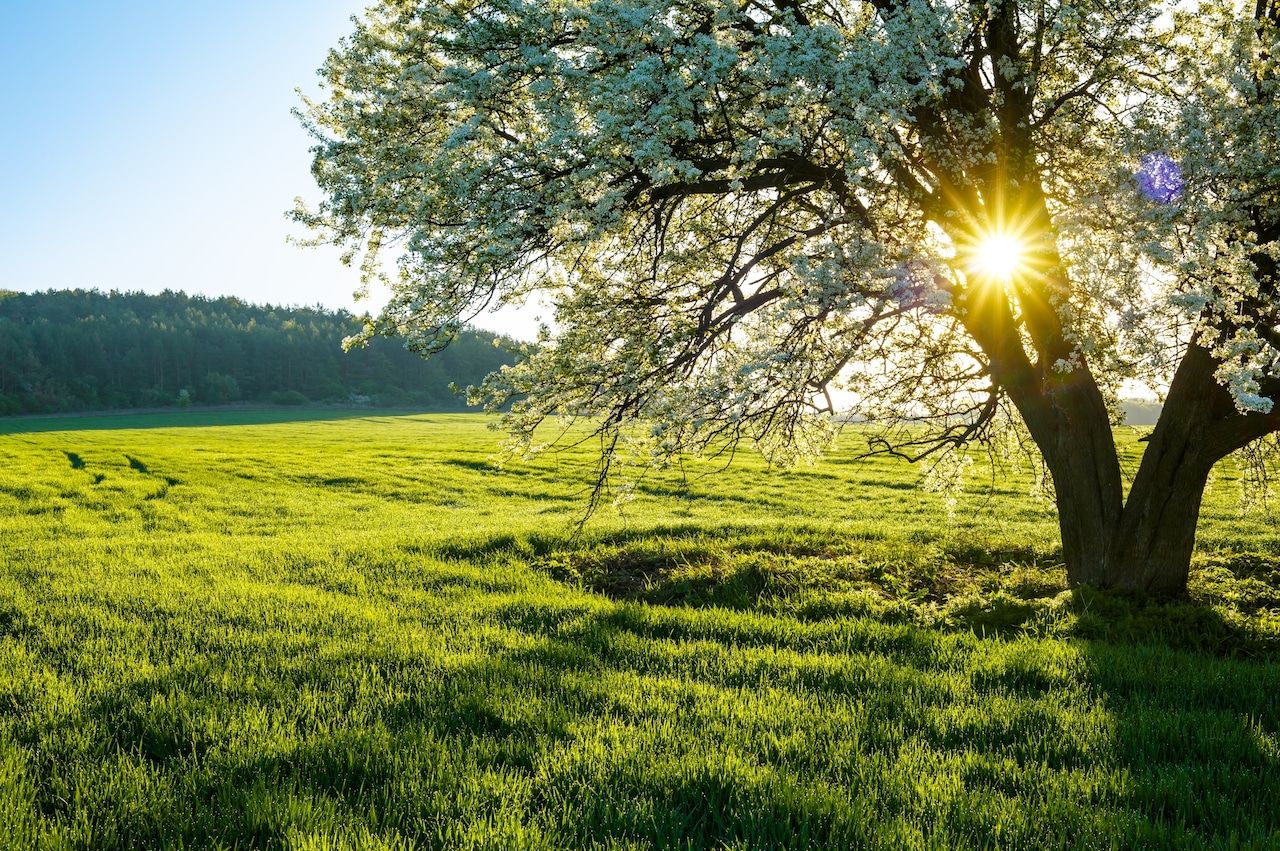 1280x851 Spring equinox 2026: Here's when spring starts and winter ends