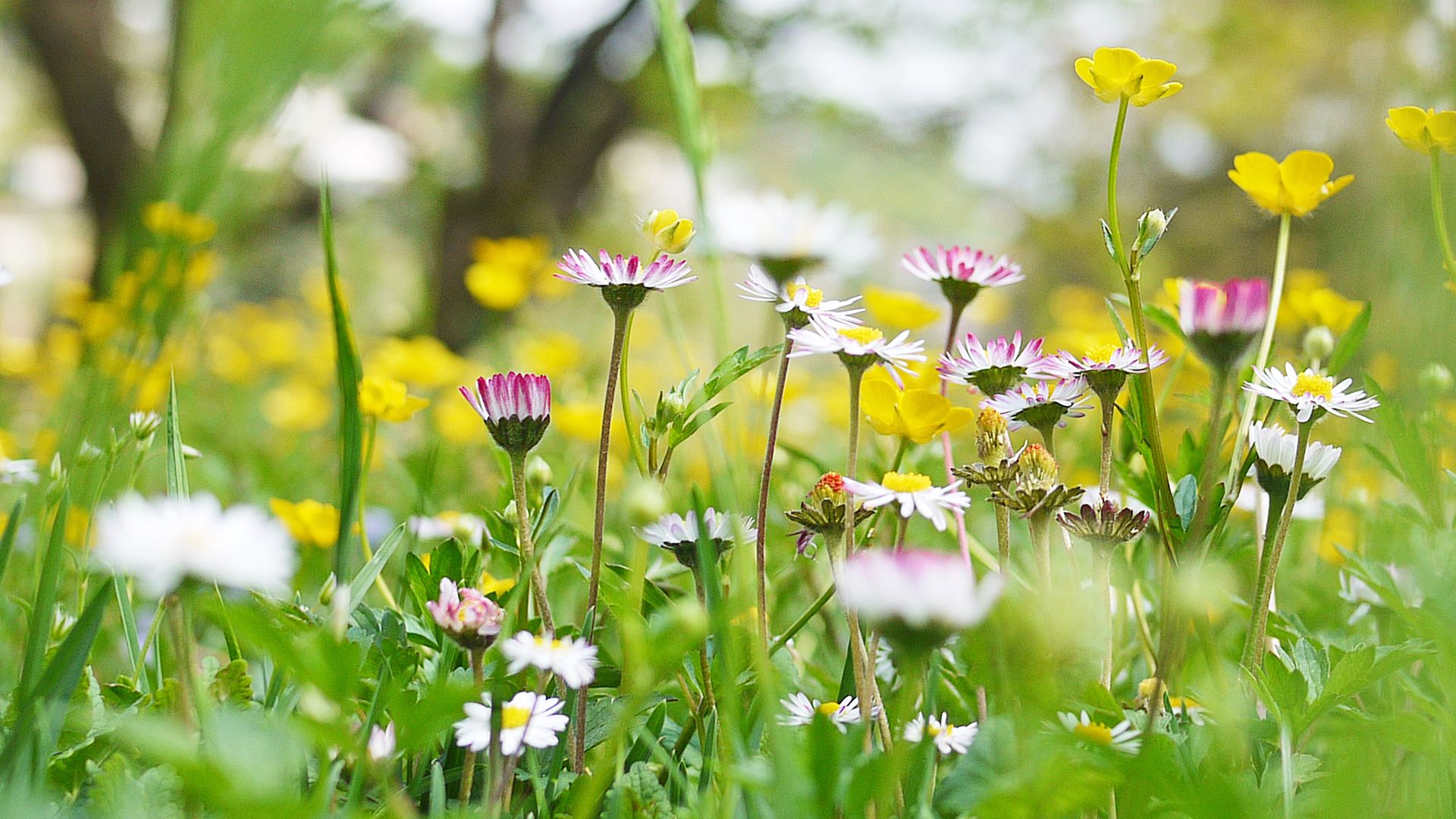 1920x1080 What is the spring equinox and is it the first day of the season?