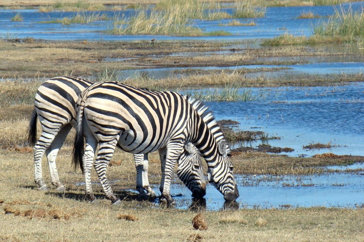 1200x800 Botswana Travel Guide 2025: Okavango Delta, Wildlife & Safari Experiences