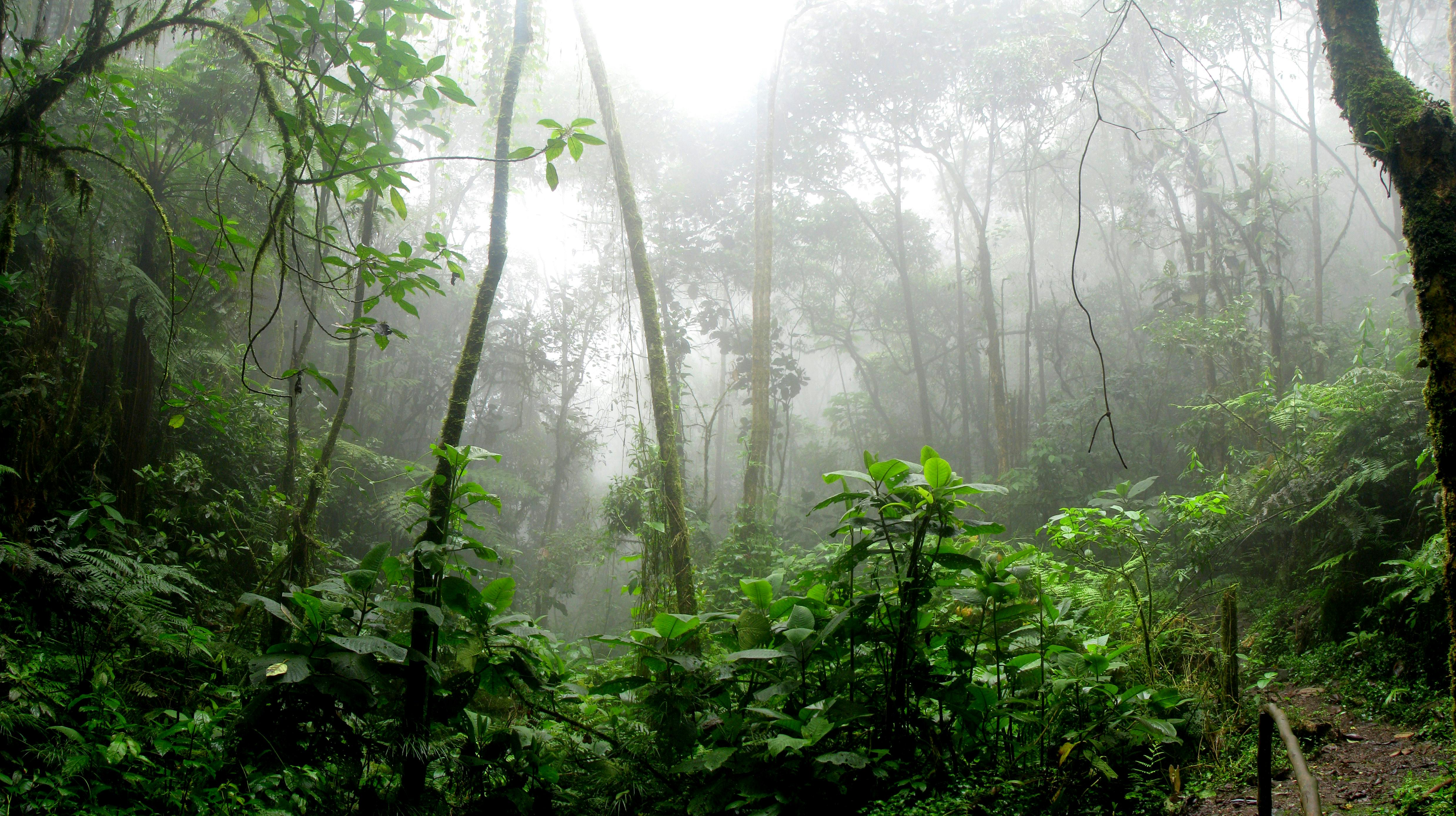 4953x2775 Rain Forest Photo, Download The BEST Free Rain Forest & HD Image