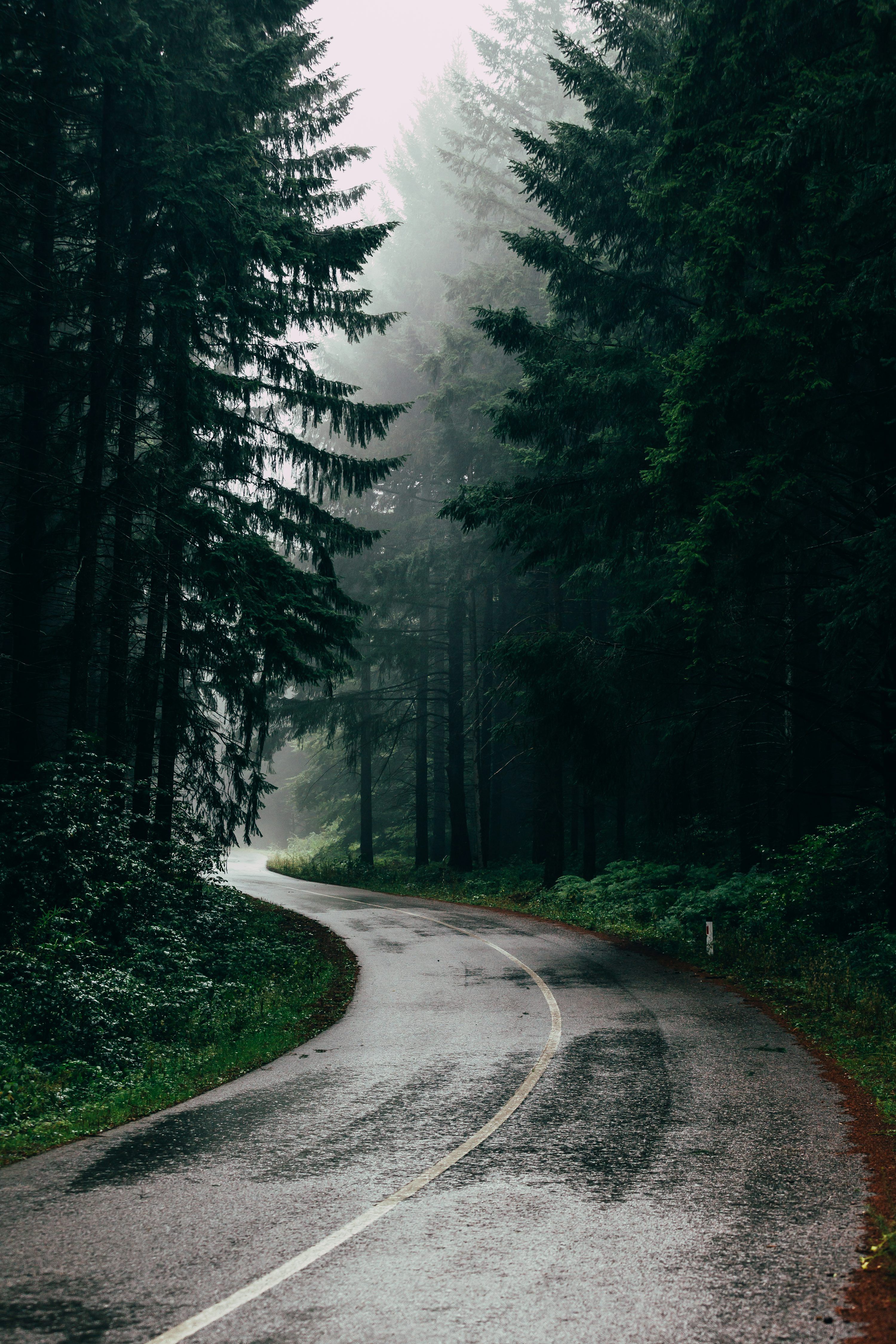 3000x4500 Rain Forest Picture [Stunning!]. Download Free Image