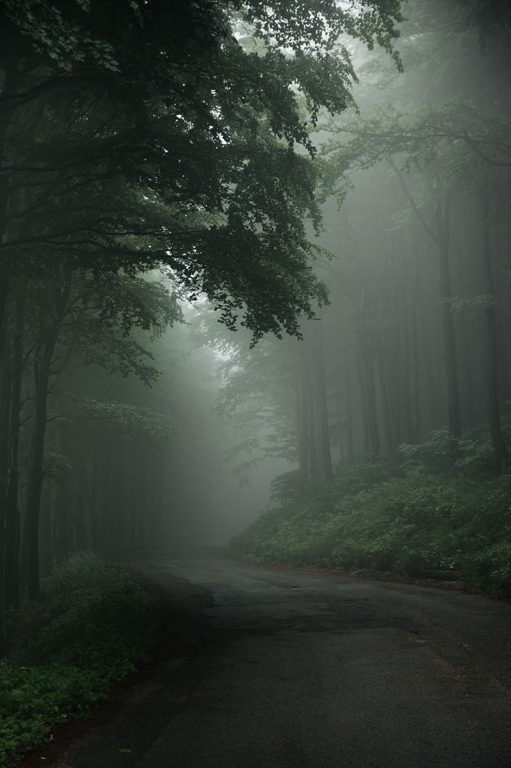 735x1103 Moody photography Wallpaper forest photo Rainy photography Fog photography
