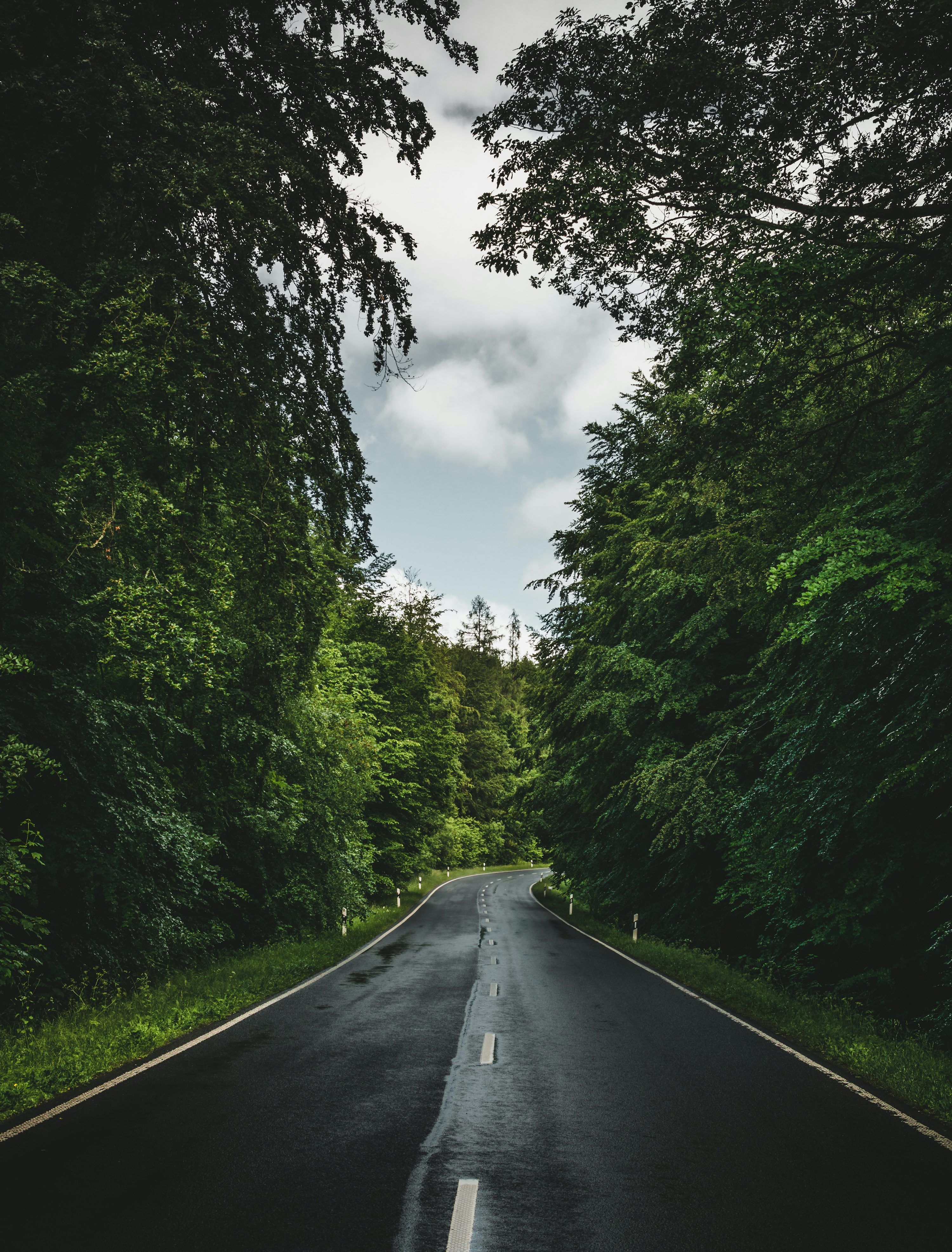 3000x3947 Rainy Forest Picture. Download Free Image