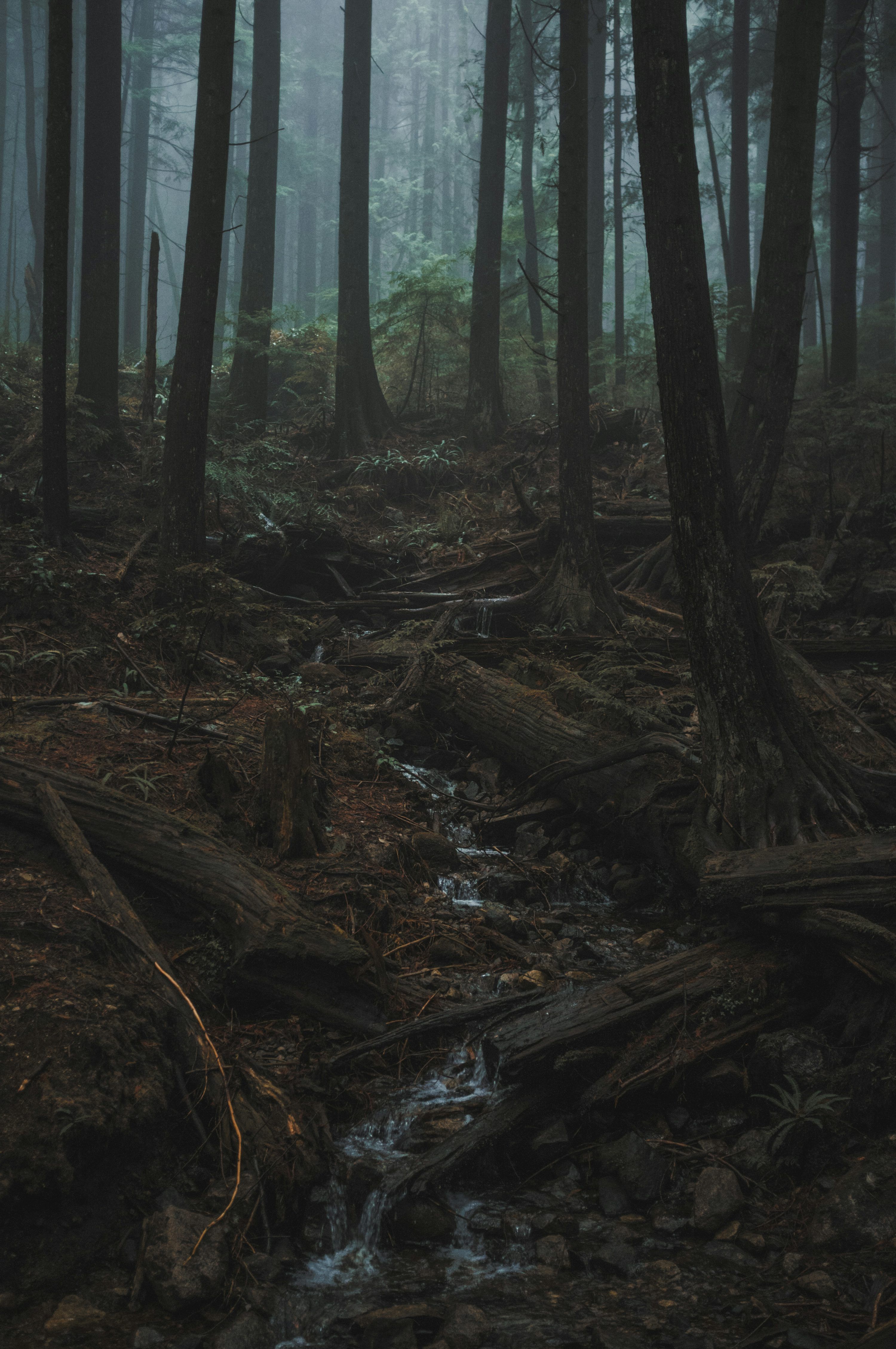 3000x4517 Dark Rain Forest Wallpaper