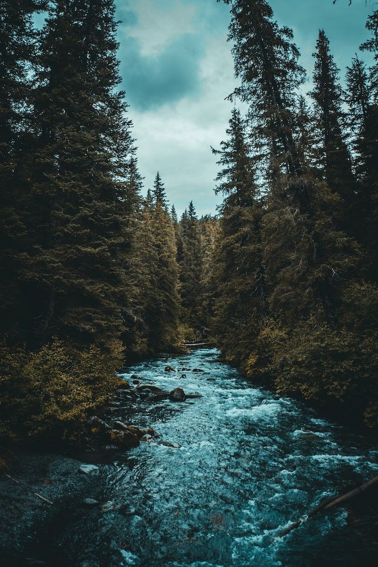 740x1108 Rainy forest wallpaper Image