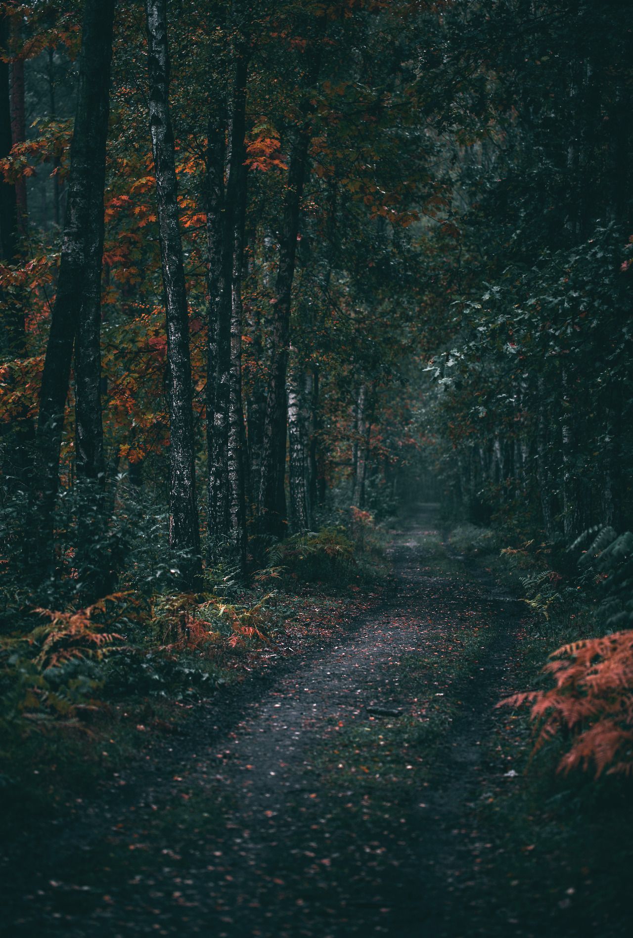 1280x1897 Rainy forest ideas. forest, rainy, landscape