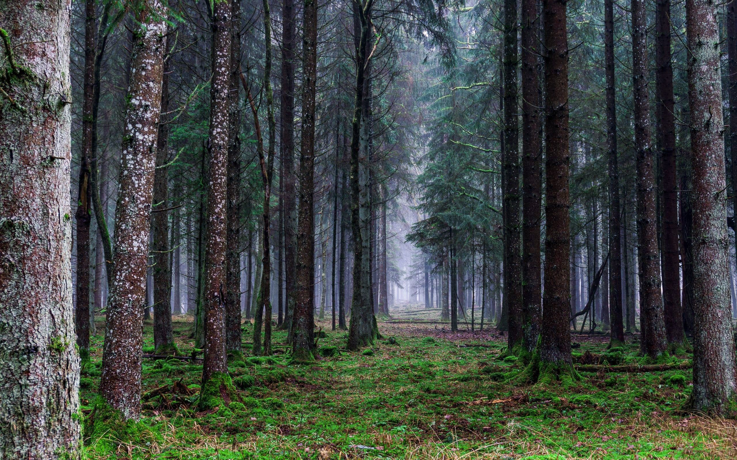 2560x1600 Rainy Forest [2560x1600]