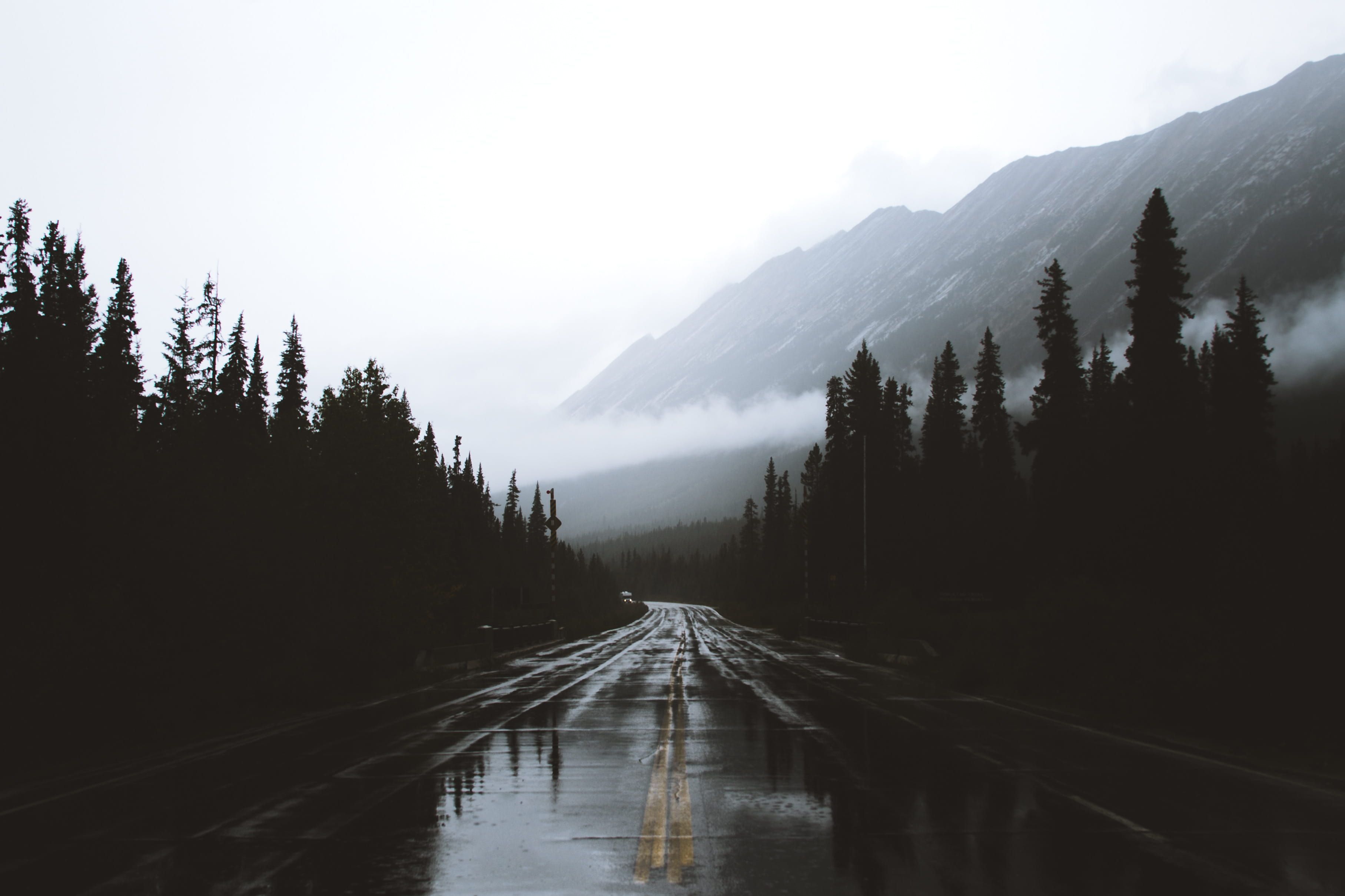 3630x2420 Rain In Forest Wallpaper