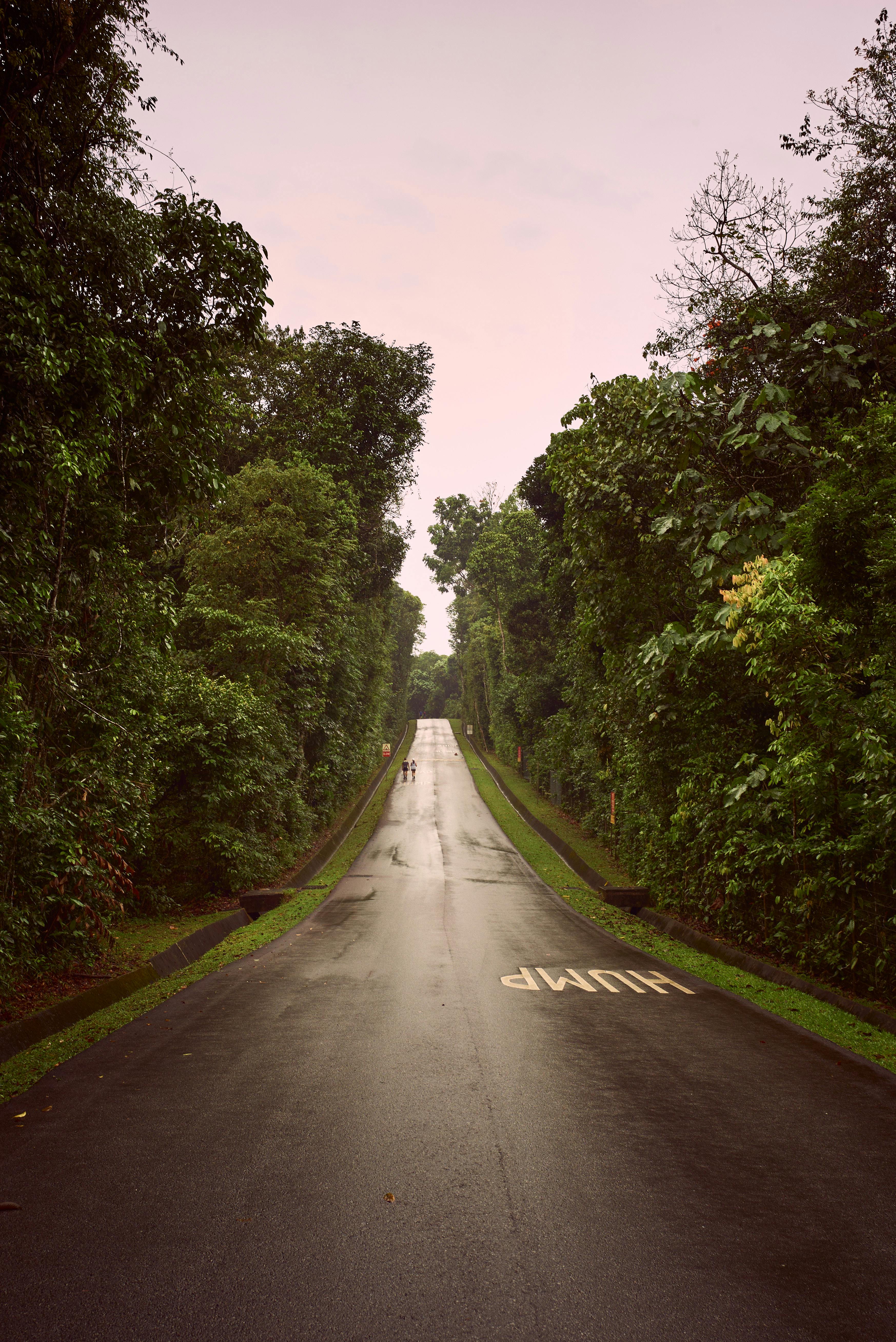3493x5229 Rain Forest Photo, Download The BEST Free Rain Forest & HD Image