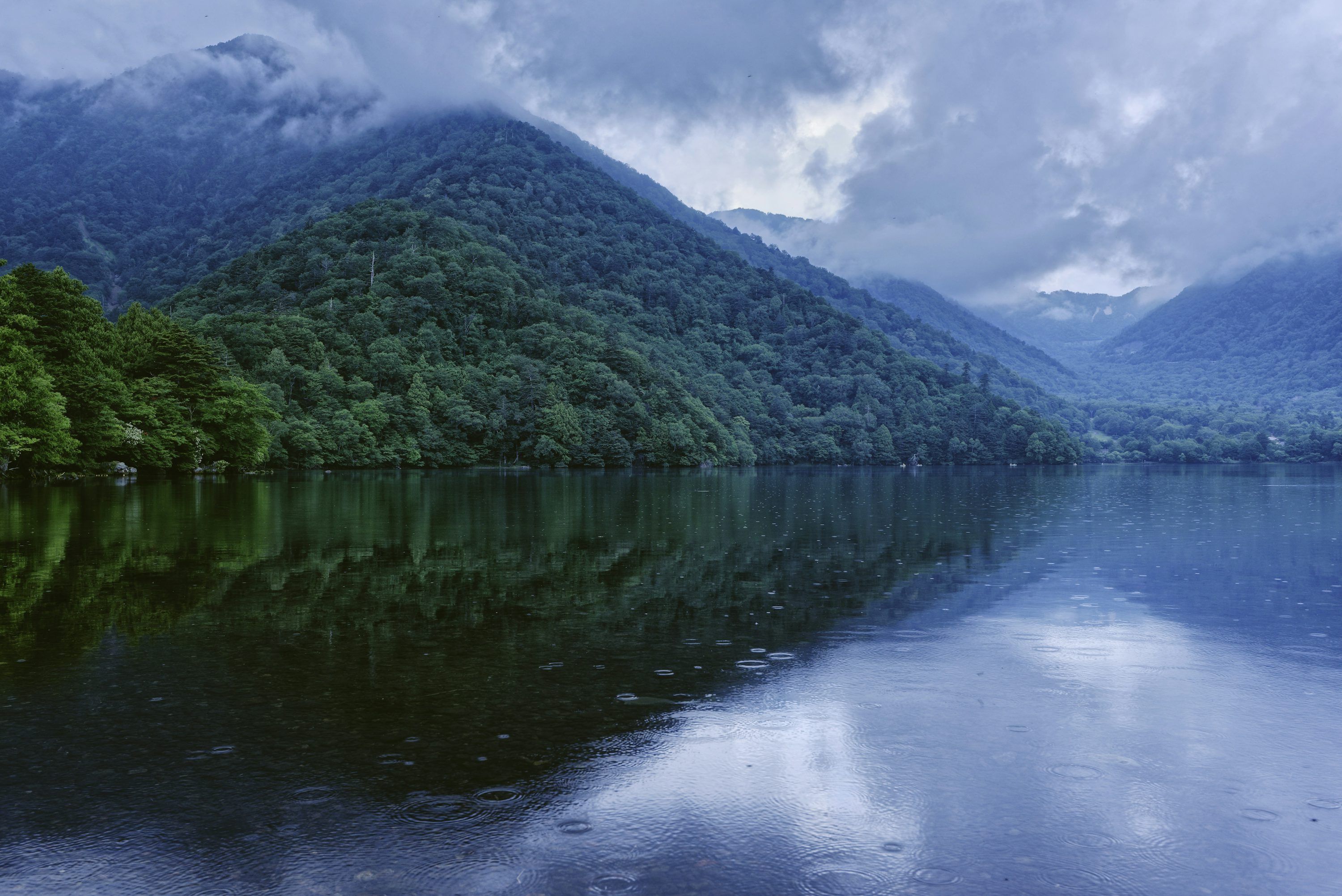 3000x2003 Rain Forest Picture [Stunning!]. Download Free Image