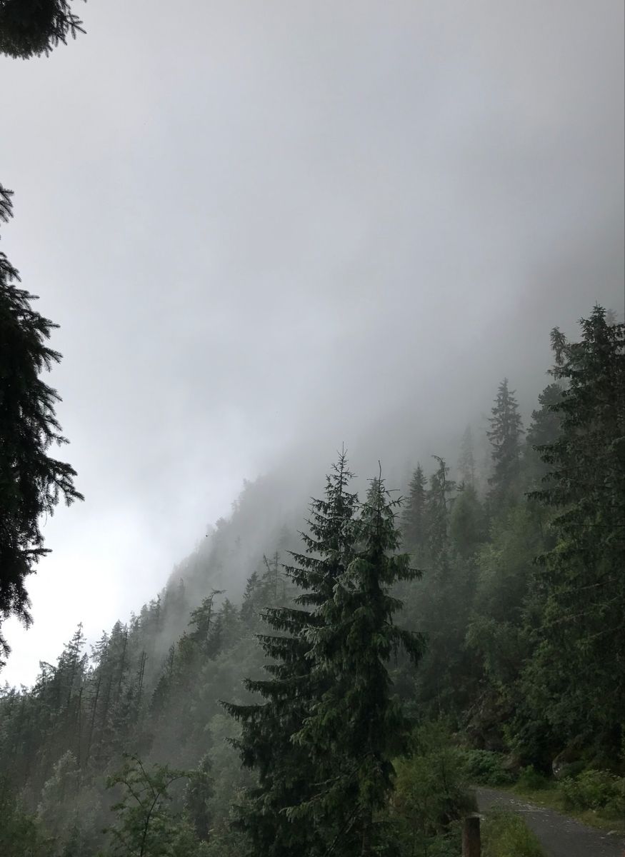 875x1200 Calm forest foggy rain trees