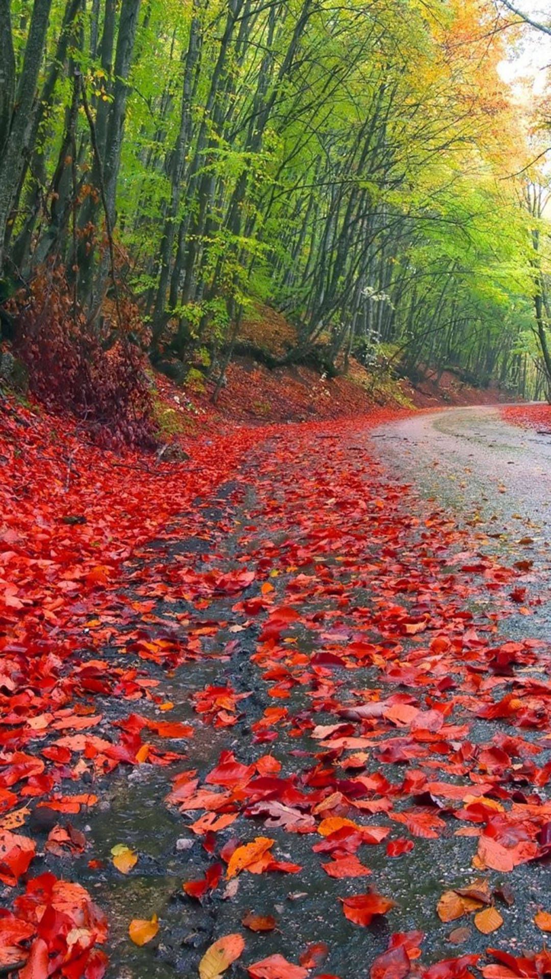 1080x1917 Download Autumn iPhone Rainy Forest Red Foliage Wallpaper