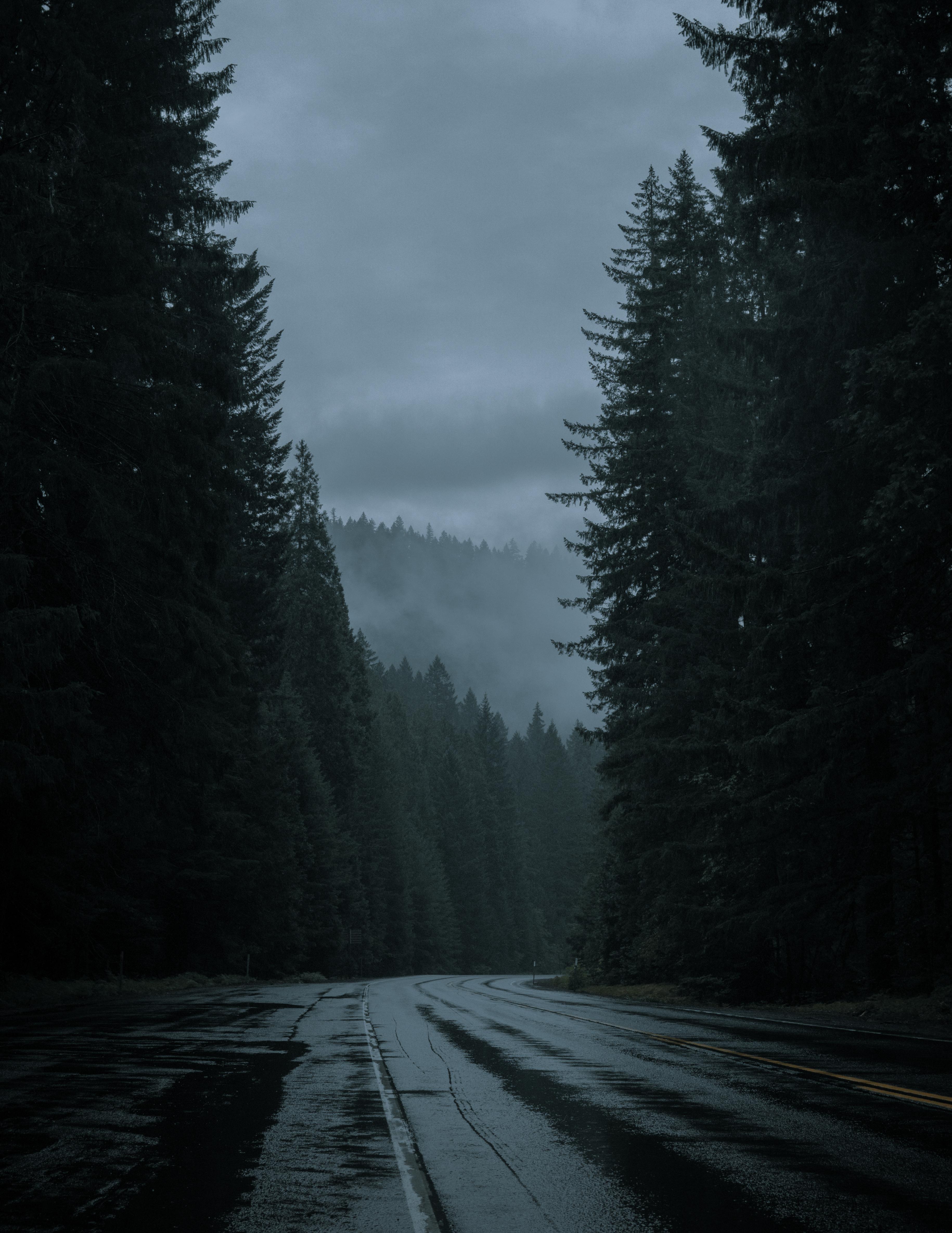 3660x4736 Rainy mountain road in the pacific northwest [OC]