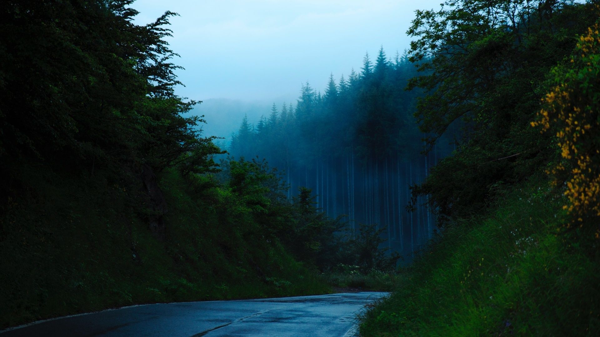 1920x1080 Wallpaper forest, road, trees, nature, mountains, mist for mobile and desktop, section природа, resolution 1920x1080