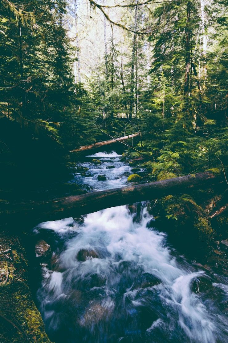 740x1110 Rainy forest Image