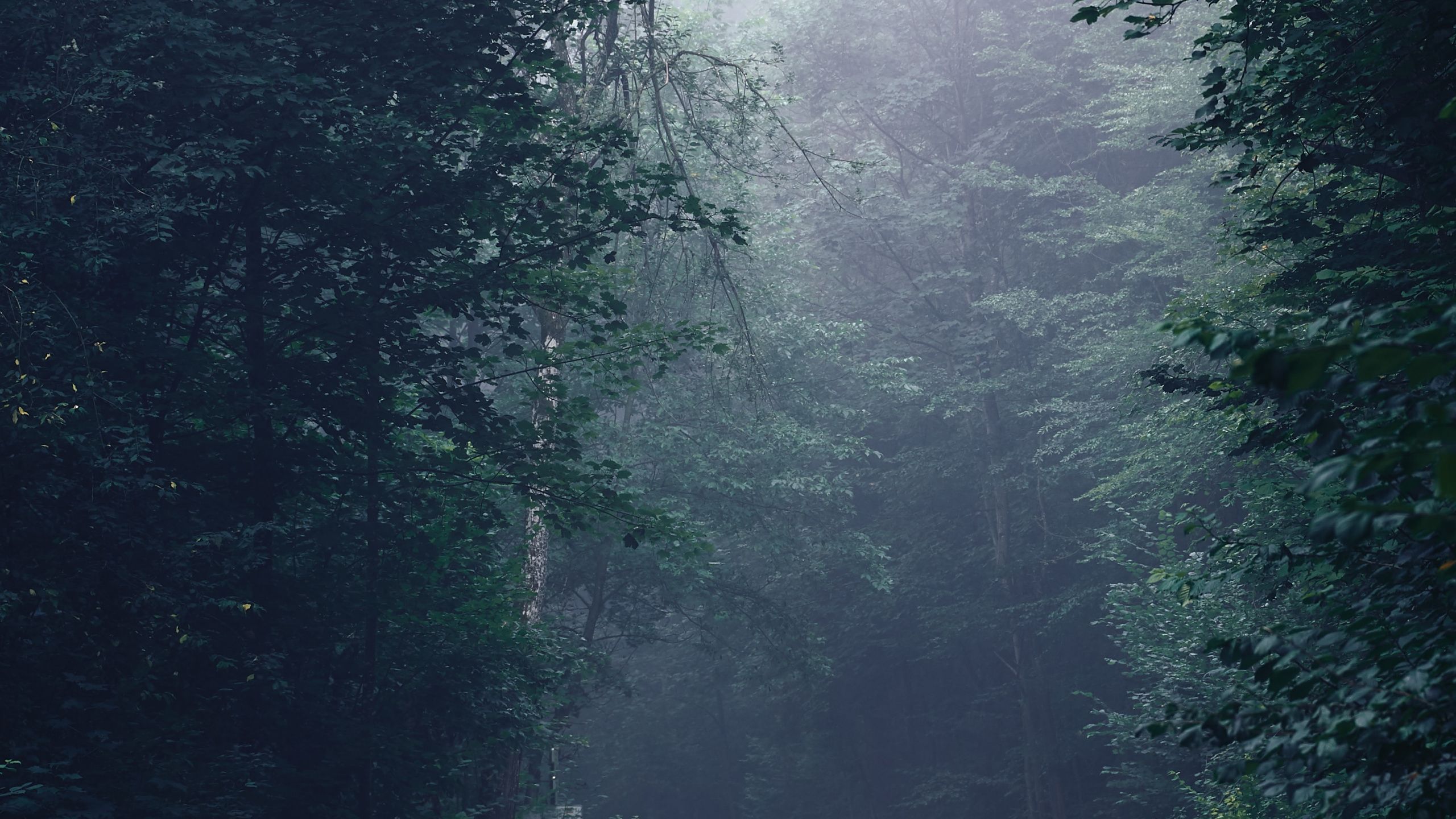 2560x1440 WQHD, QHD, 16:9 Rainforest Wallpaper Free 2560x1440 High Quality Background