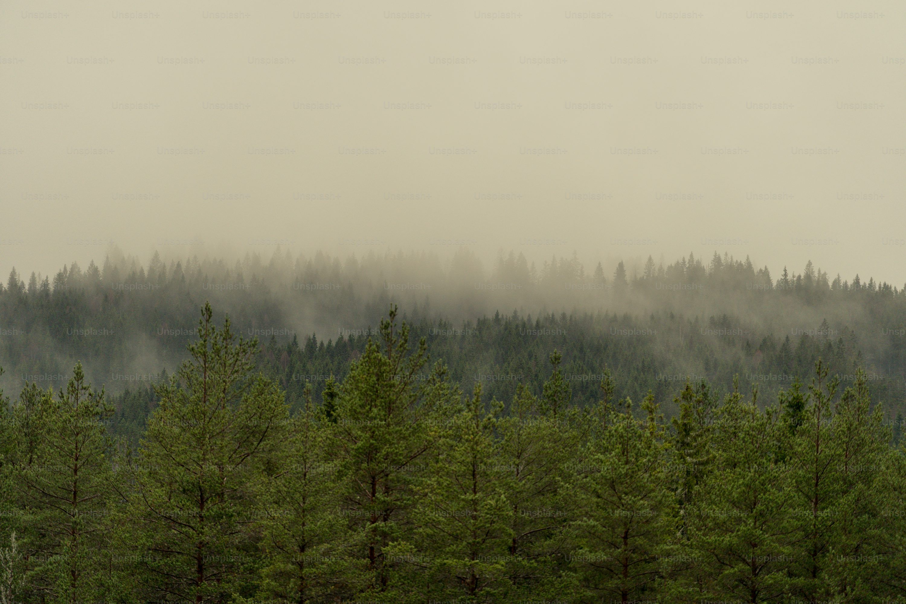 3000x2000 Rainy Forest Picture. Download Free Image