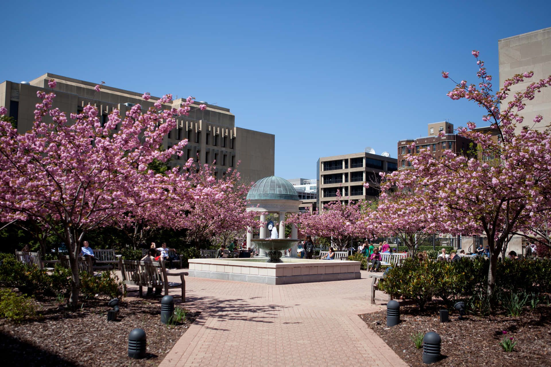 1920x1280 Download Caption: George Washington University Campus with Cherry Blossoms in Bloom Wallpaper