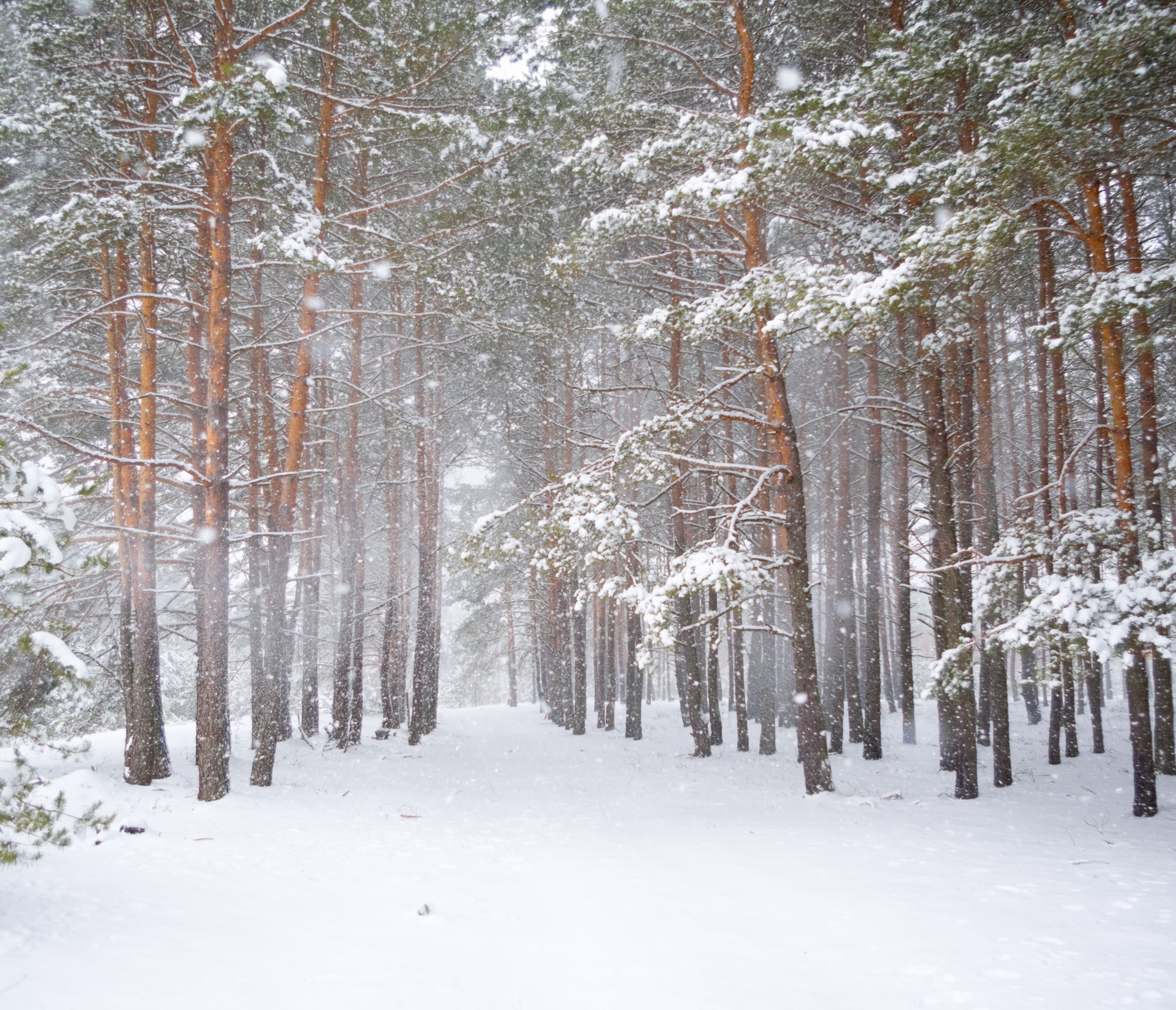 3200x2748 Strong Snowstorm In A Pine Forest Wall Mural