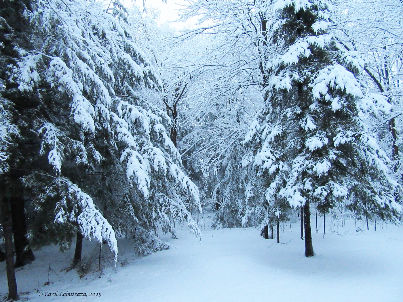 1400x1050 Today's Snowstorm in the Upper Midwest Leaves Beautiful Scenes. by Carol Labuzzetta, MS