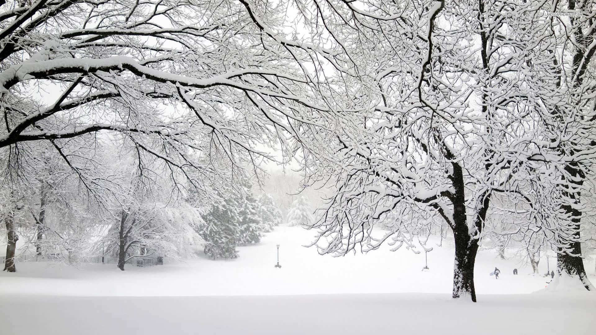 1920x1080 Download A breathtaking snowstorm at night in a quiet, serene forest Wallpaper