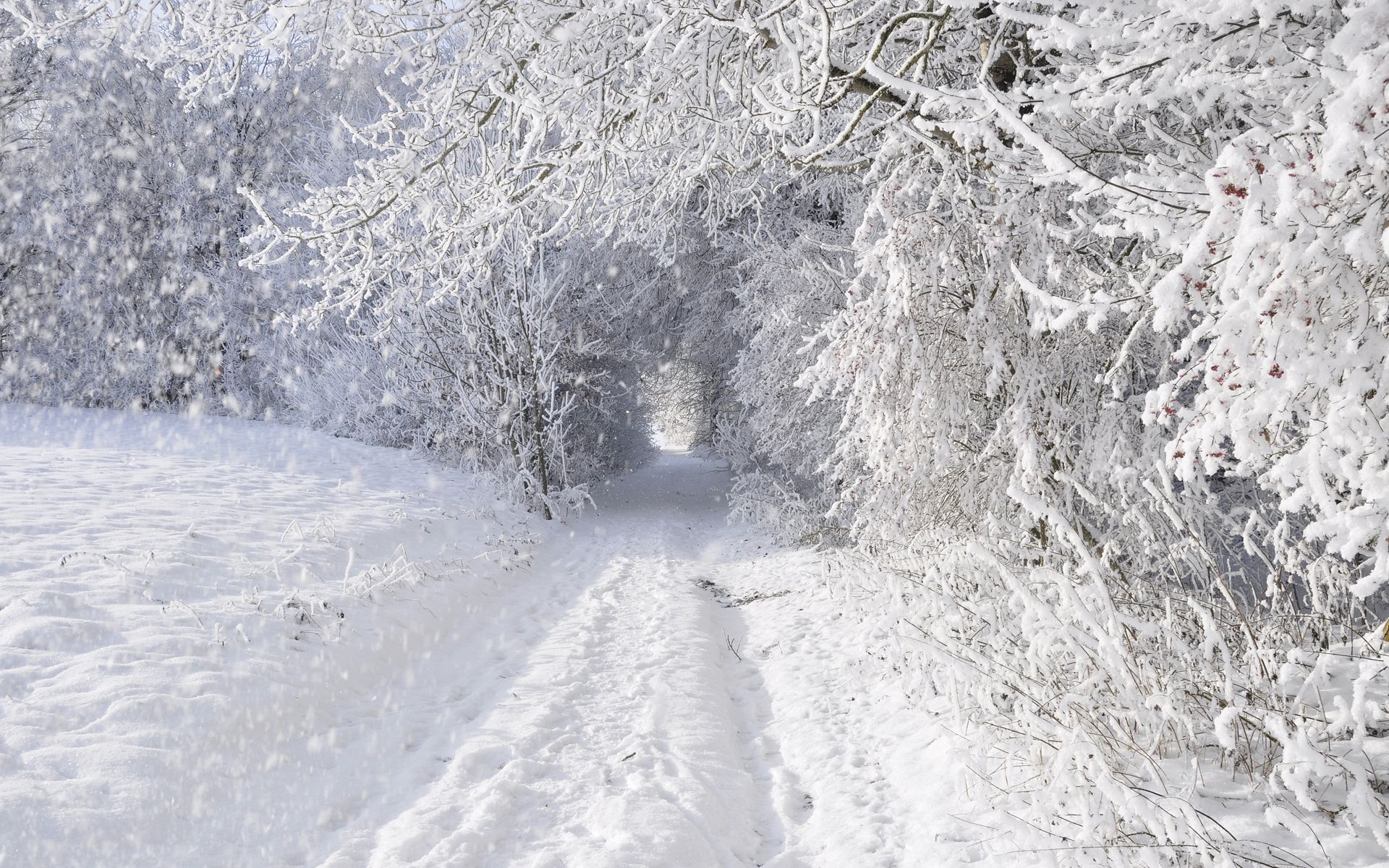 1920x1200 nature, Landscapes, Winter, Snow, Snowing, Snowflake, Snowfall, Roads, Trees, Forest, Storm, Blizzard, White, Seasons, Tunnel Wallpaper HD / Desktop and Mobile Background
