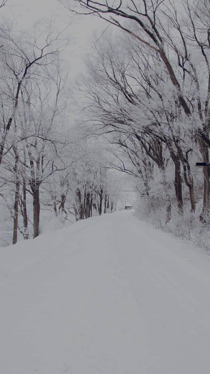 700x1244 Snowstorm Wallpaper