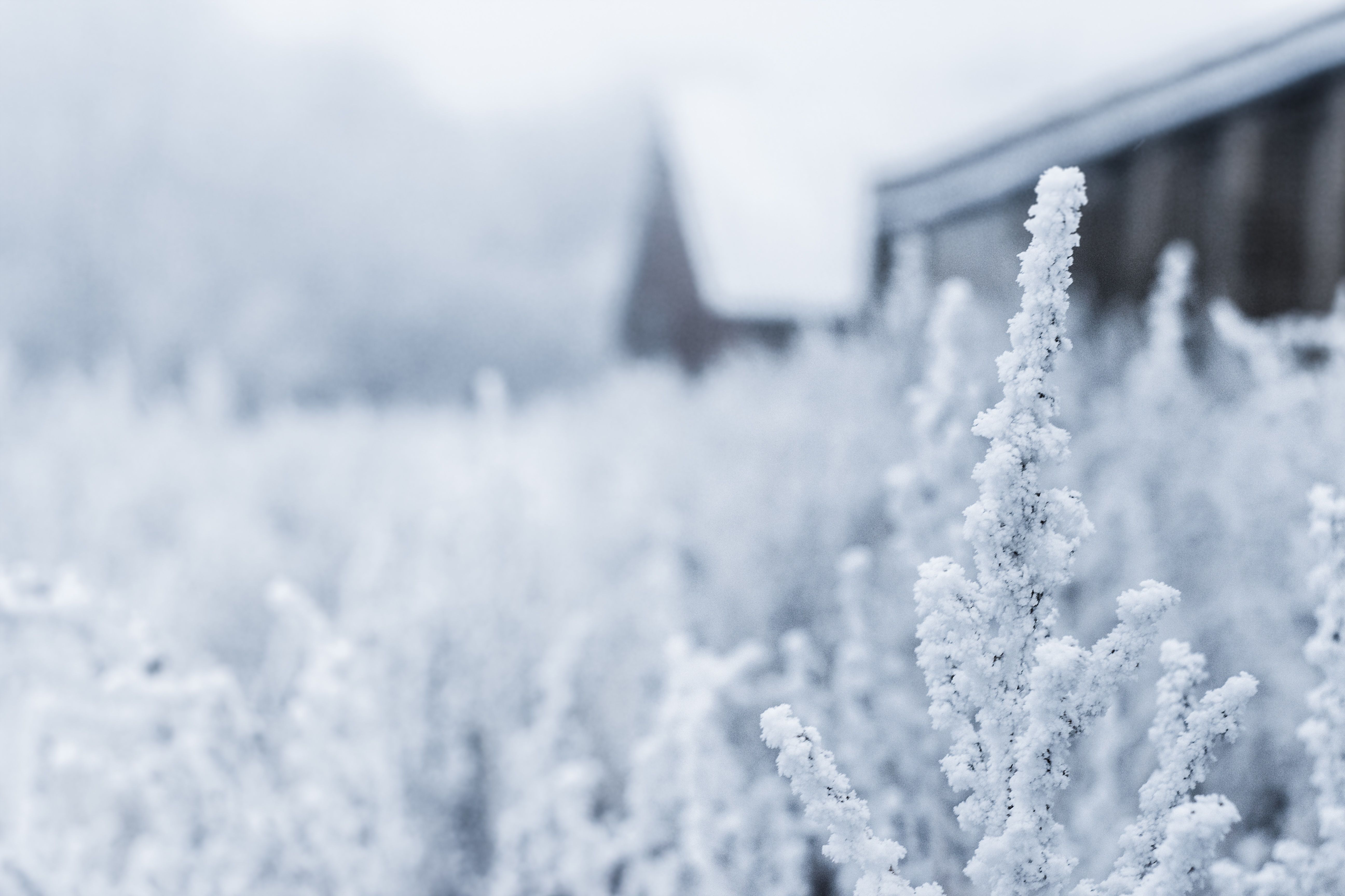5184x3456 Free Image : snow, frost, ice, weather, frozen, season, blizzard, freezing, winter storm 5184x3456