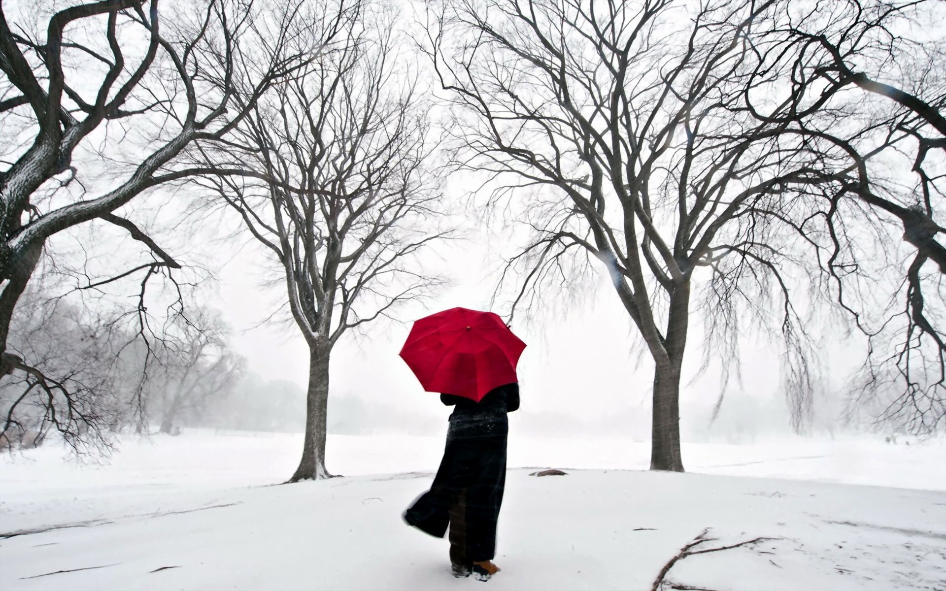 1920x1200 Wallpaper Snow, Tree, Freezing, Blizzard, Winter Storm, Background Free Image