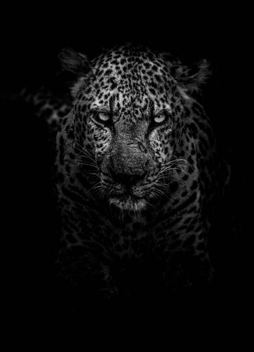 840x1160 Download Leopard, confident, predator, dark, monochrome wallpaper