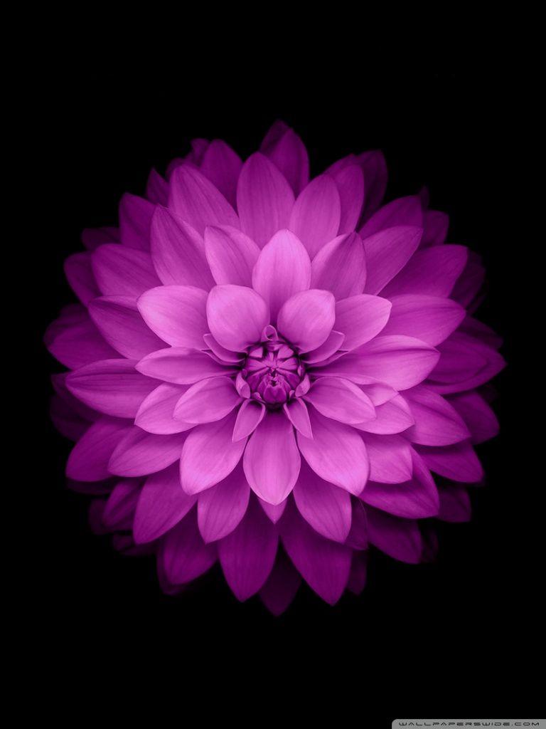 768x1024 Apple iOS Ultra HD Desktop Background Wallpaper for 4K UHD TV