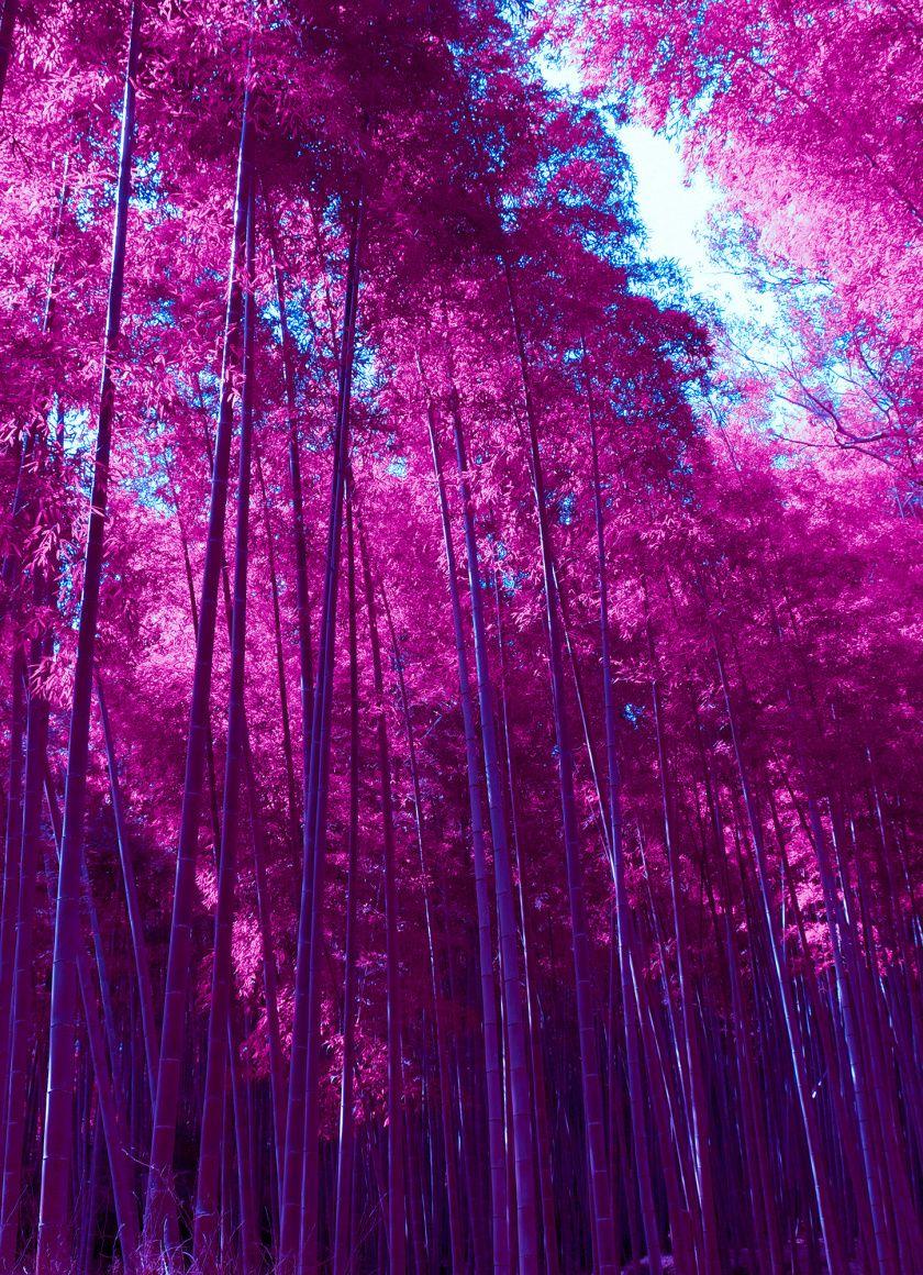 840x1160 Download 840x1160 wallpaper arashiyama, bamboo grove, forest