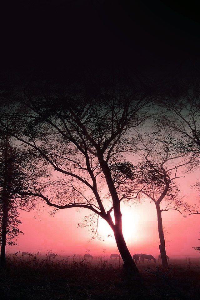 744x1216 Evening Walk With Pink iPhone 4s Wallpaper Download. iPhone