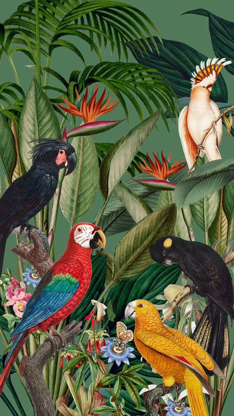 800x1422 Exotic birds jungle iPhone wallpaper. Premium Photo Illustration