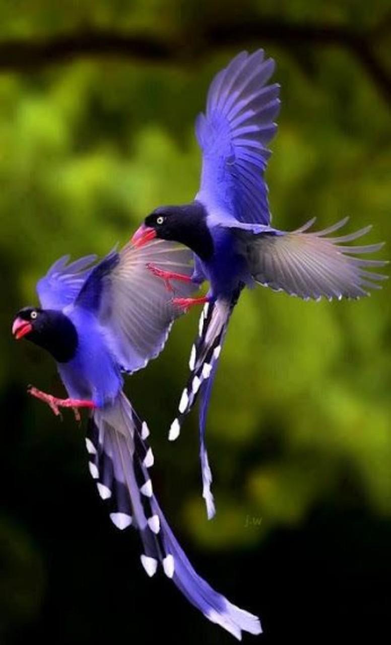 776x1280 Exotic Birds Wallpaper