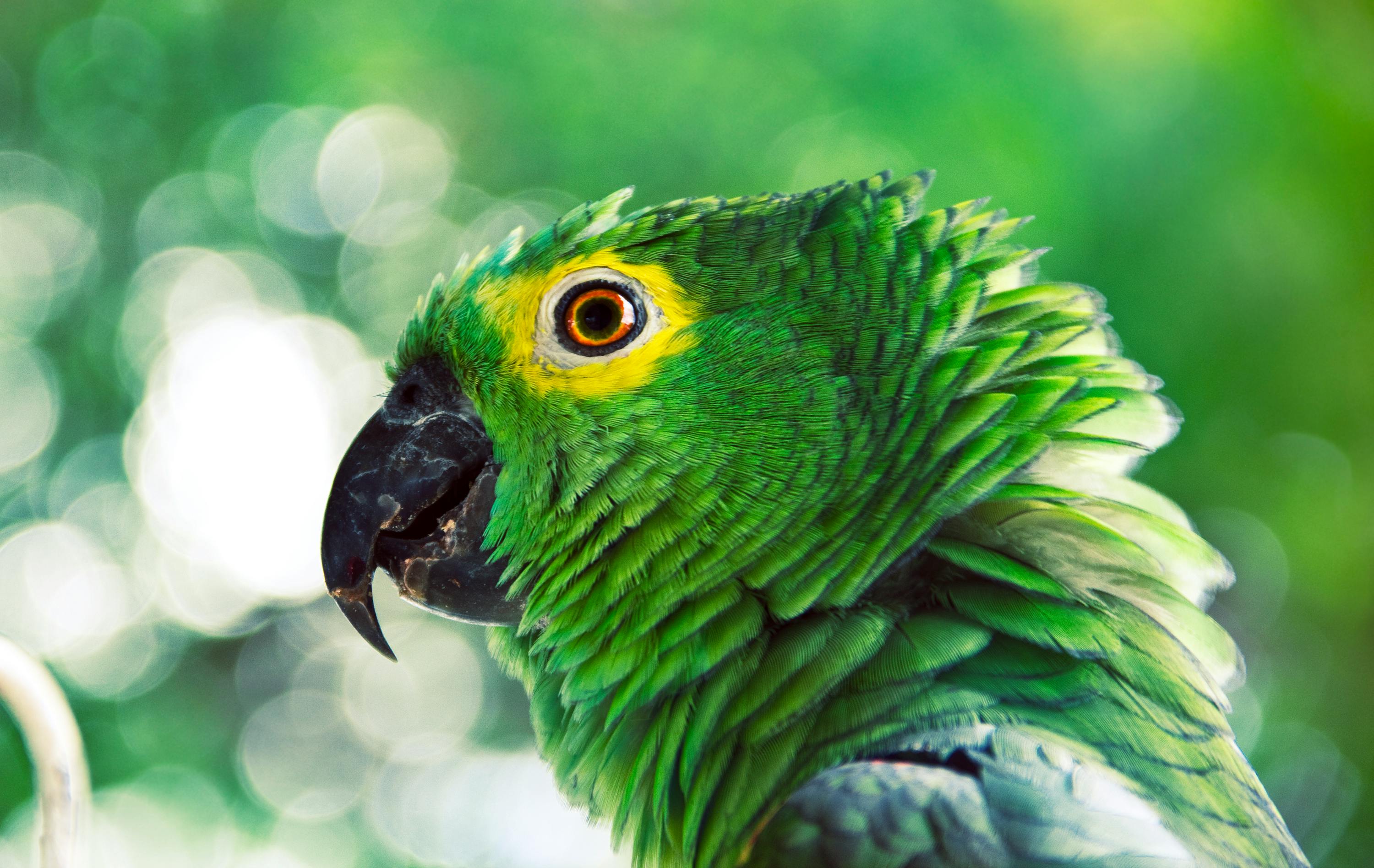 3000x1896 Green Bird Photo, Download The BEST Free Green Bird & HD Image