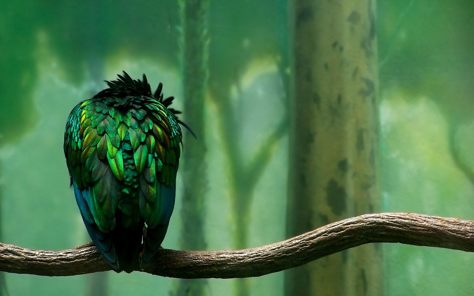 1920x1200 Green Birds Wallpaper