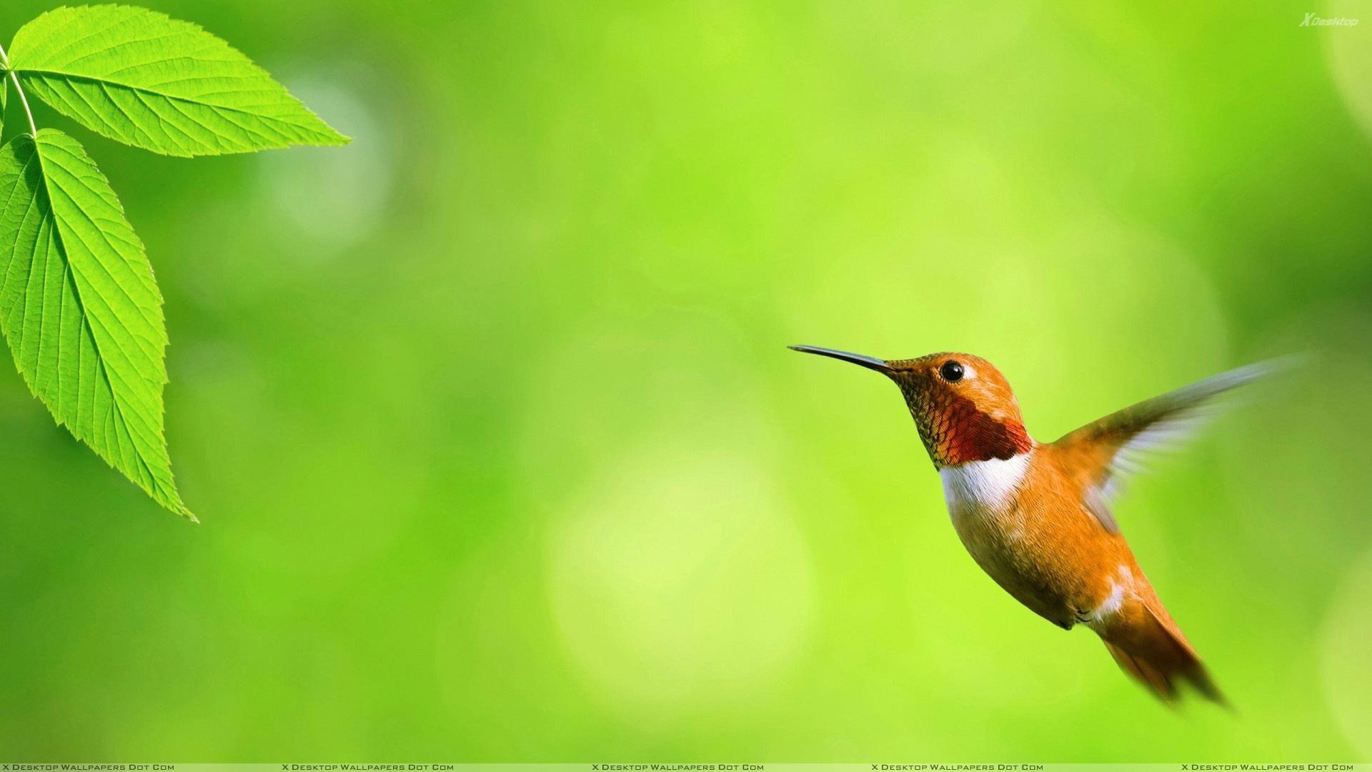 1920x1080 green, Nature, Flying, Birds, Leaves, Hummingbirds, Green, Background Wallpaper HD / Desktop and Mobile Background