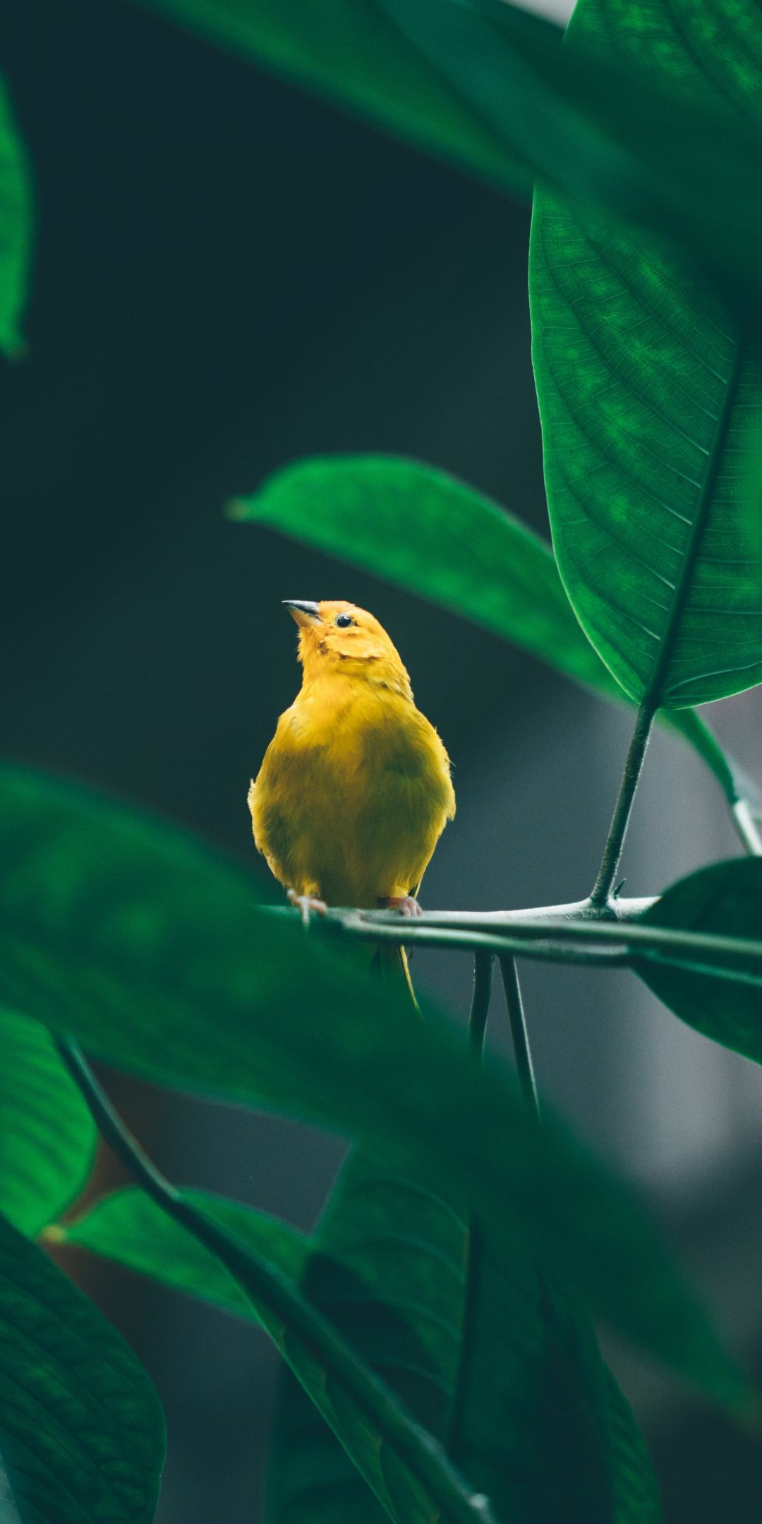 1080x2160 Nature Bird Wallpaper