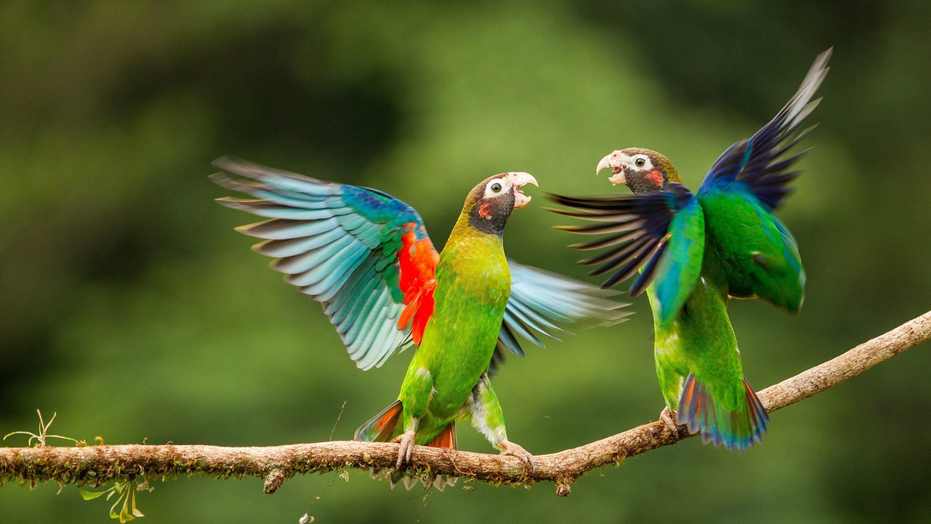 1920x1080 Vibrant Parrots in 4K Ultra HD Wallpaperx2307