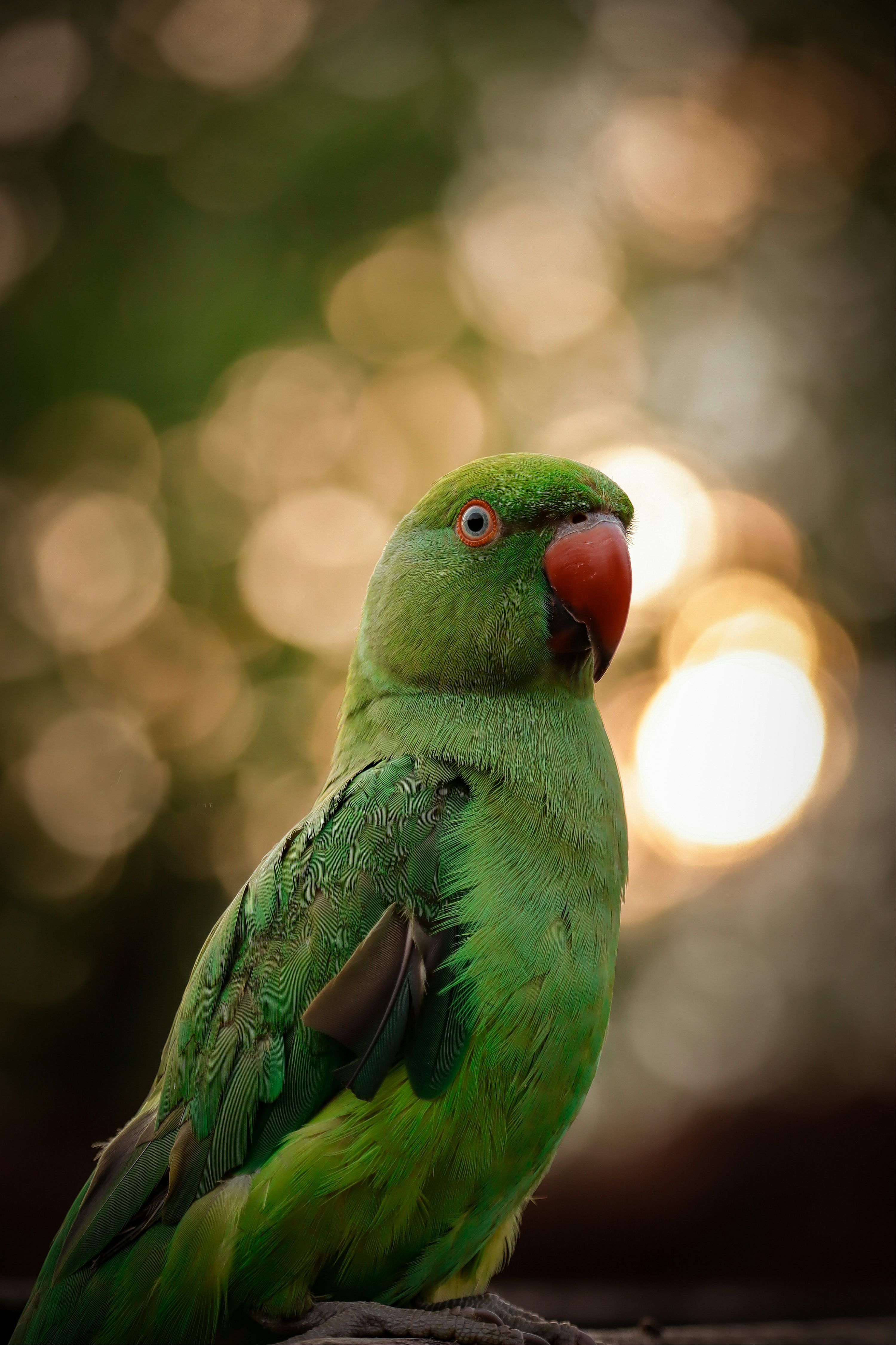 3000x4501 Green Parrot Picture. Download Free Image