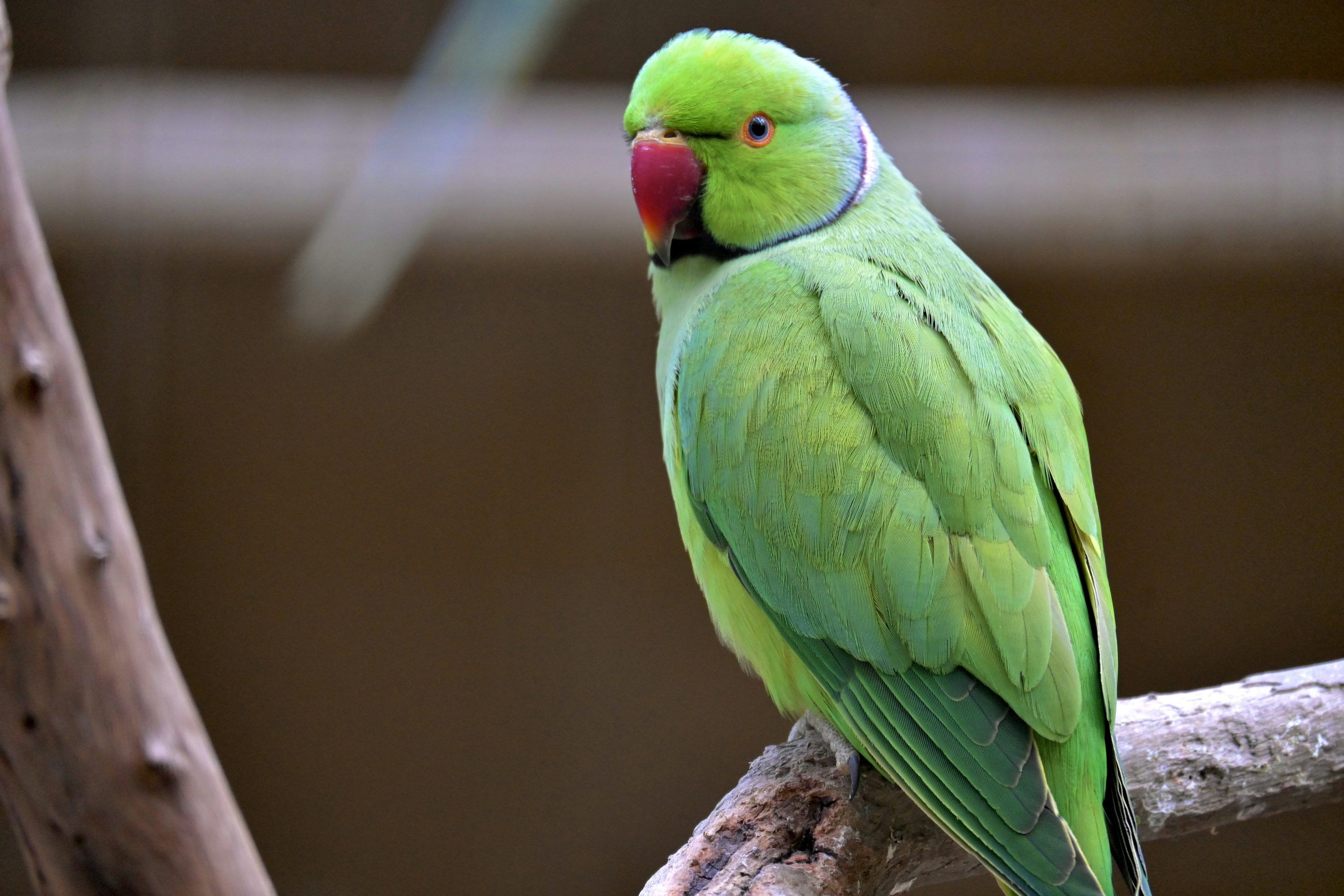 3000x2000 A green bird with a red beak sitting on a branch photo