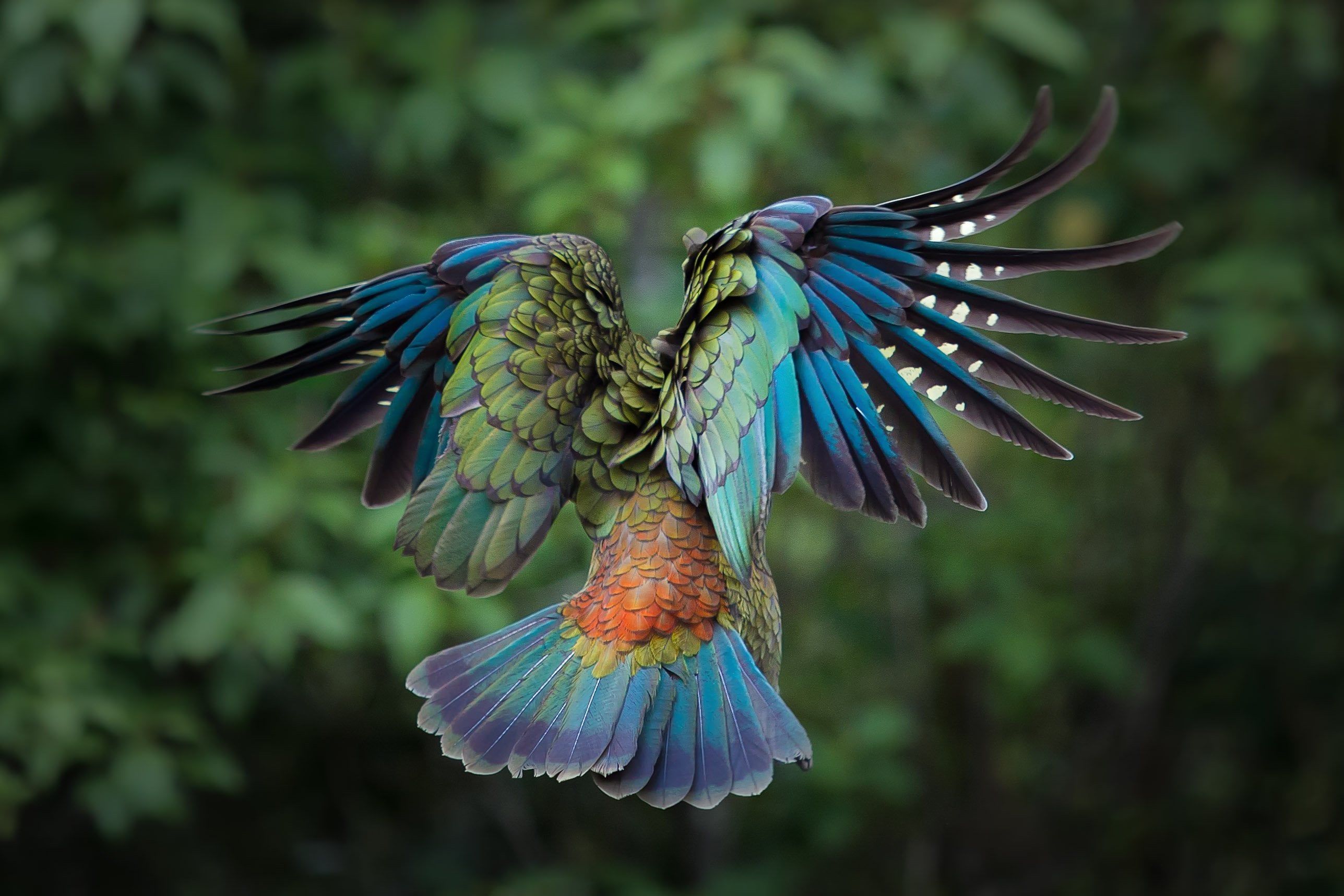 2575x1717 New Zealand Kea in Flight