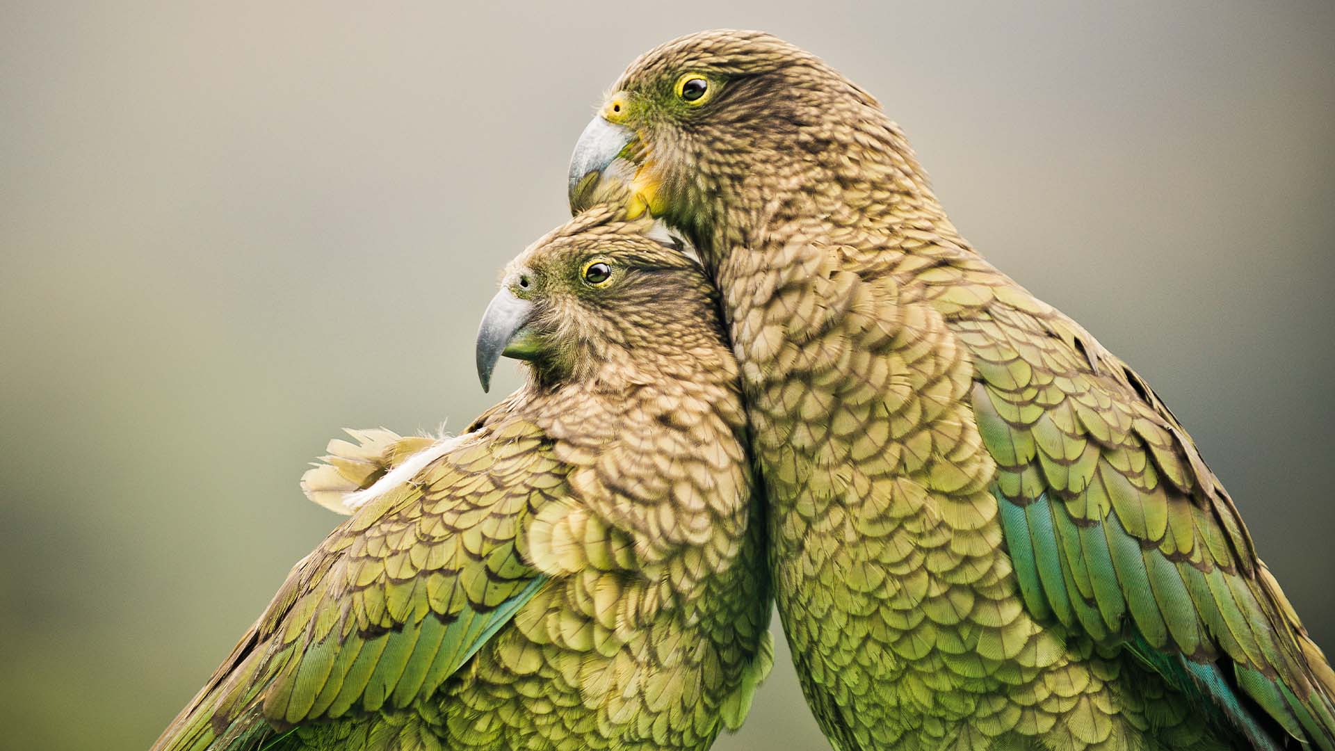 1920x1080 Learn about New Zealand birds and where to see them!