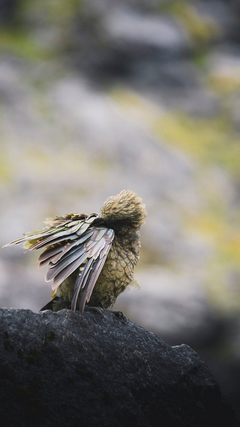 800x1422 Birds New Zealand Image Wallpaper